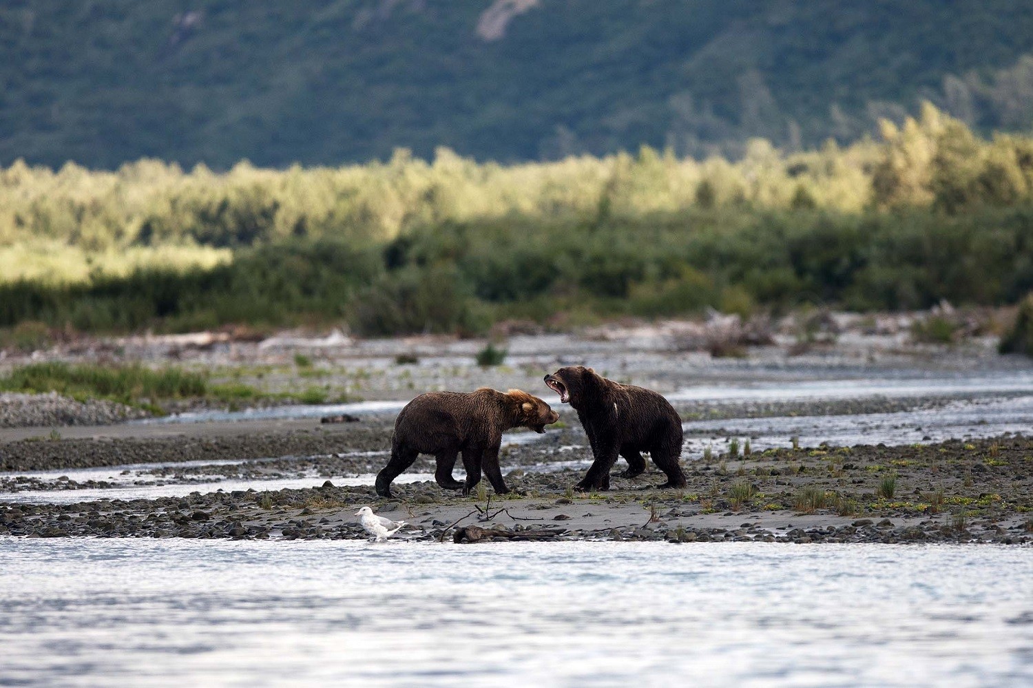 Two brown bears show teeth in Kukak Bay, Alaska./Lucia Griggi