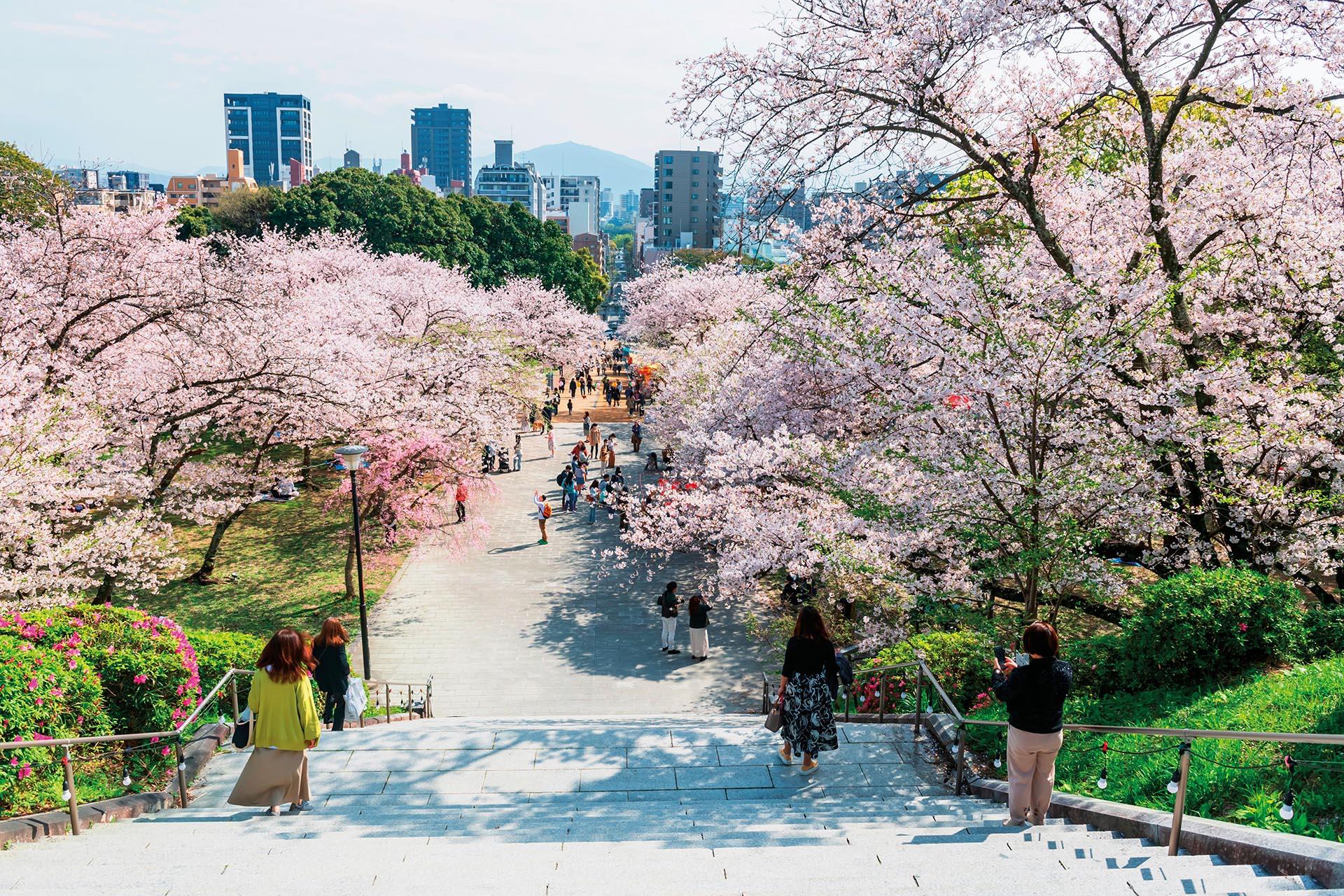 Scenic view of Nishi Park (Nishi Koen) in Fukuoka, Japan, during the peak of cherry blossom season./Shutterstock