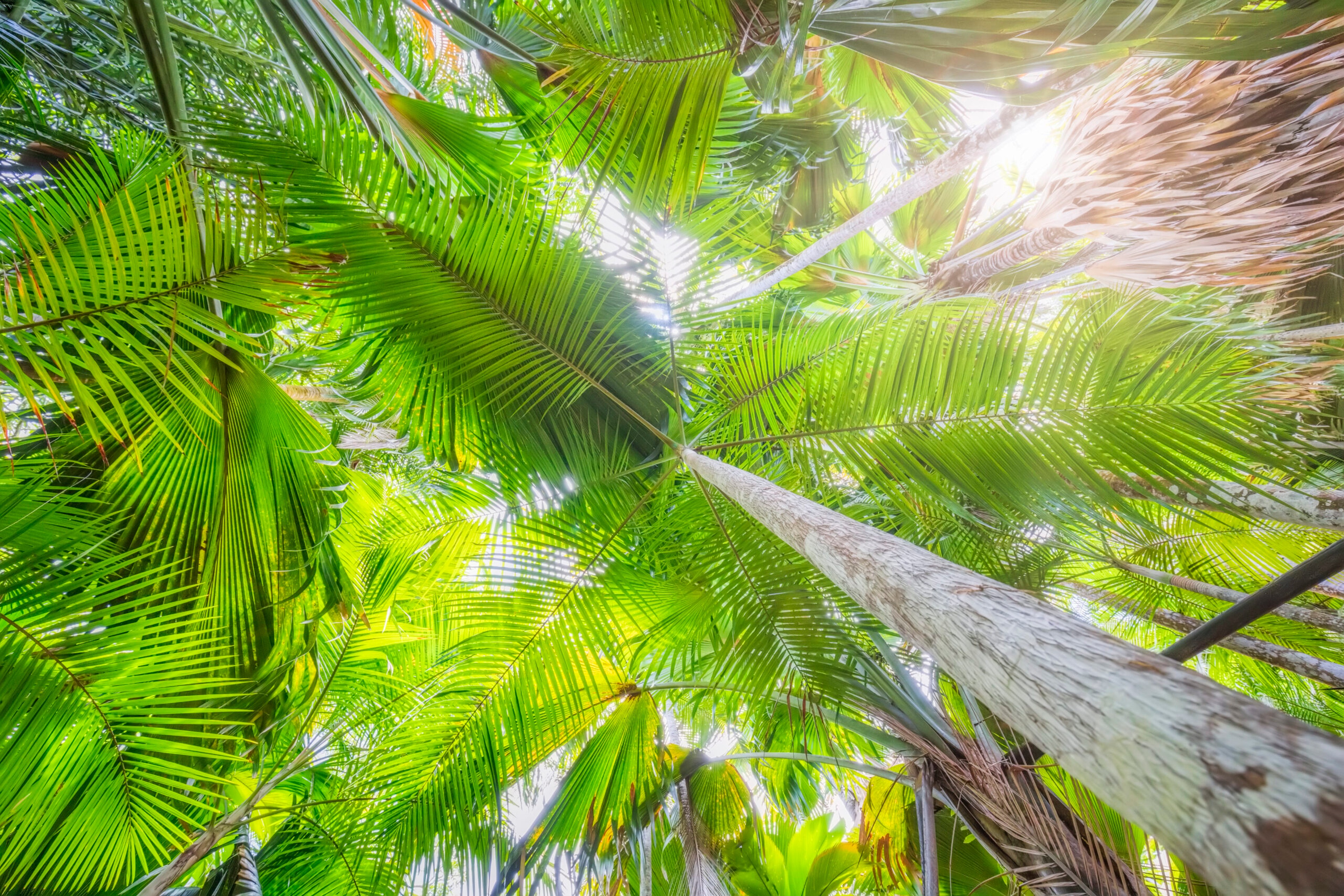 Vallée de Mai Nature Reserve, noted for its biodiversity, is a UNESCO World Heritage Site in Praslin, Seychelles./Getty Images