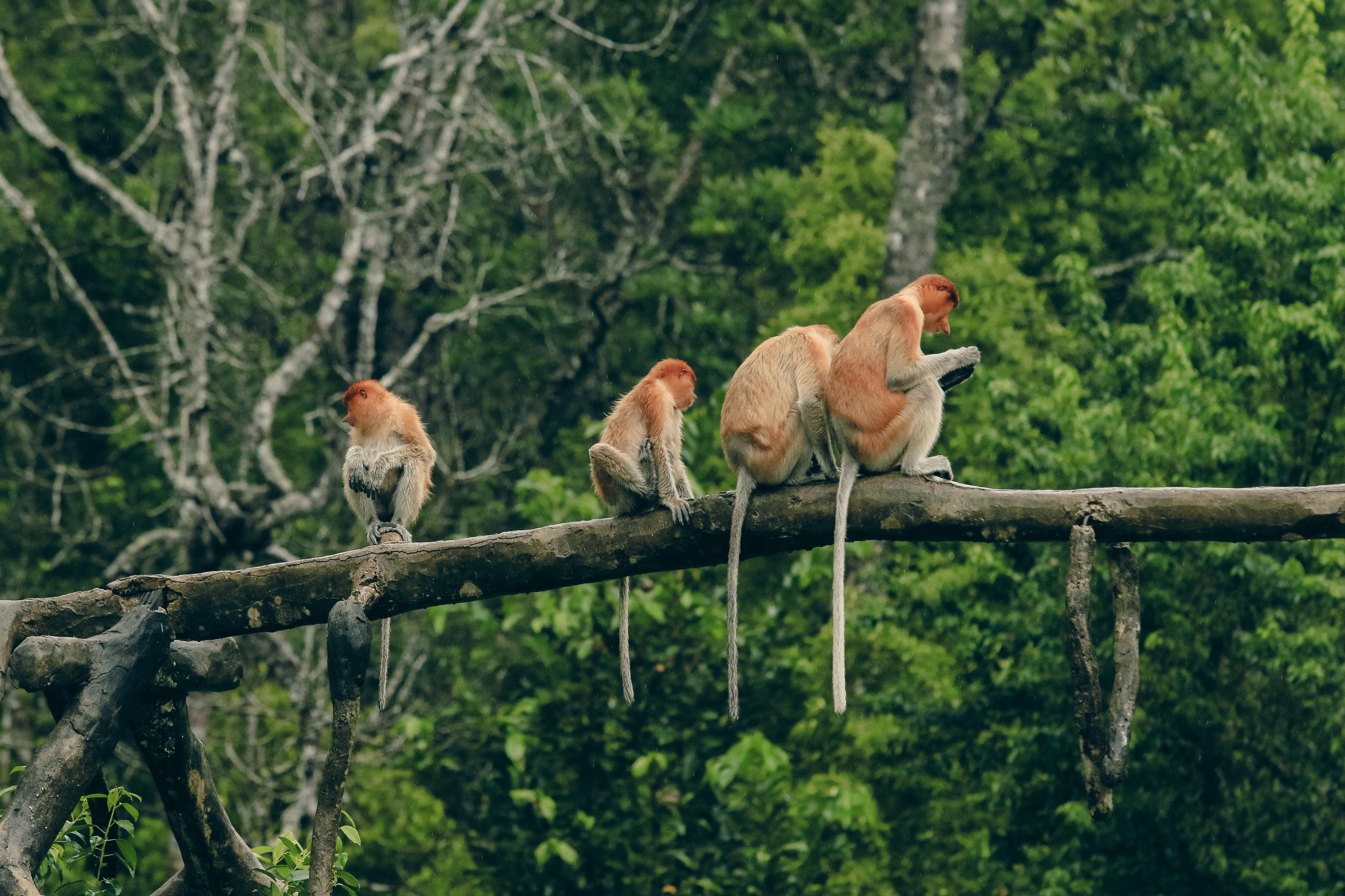 Proboscis monkeys in Malaysia