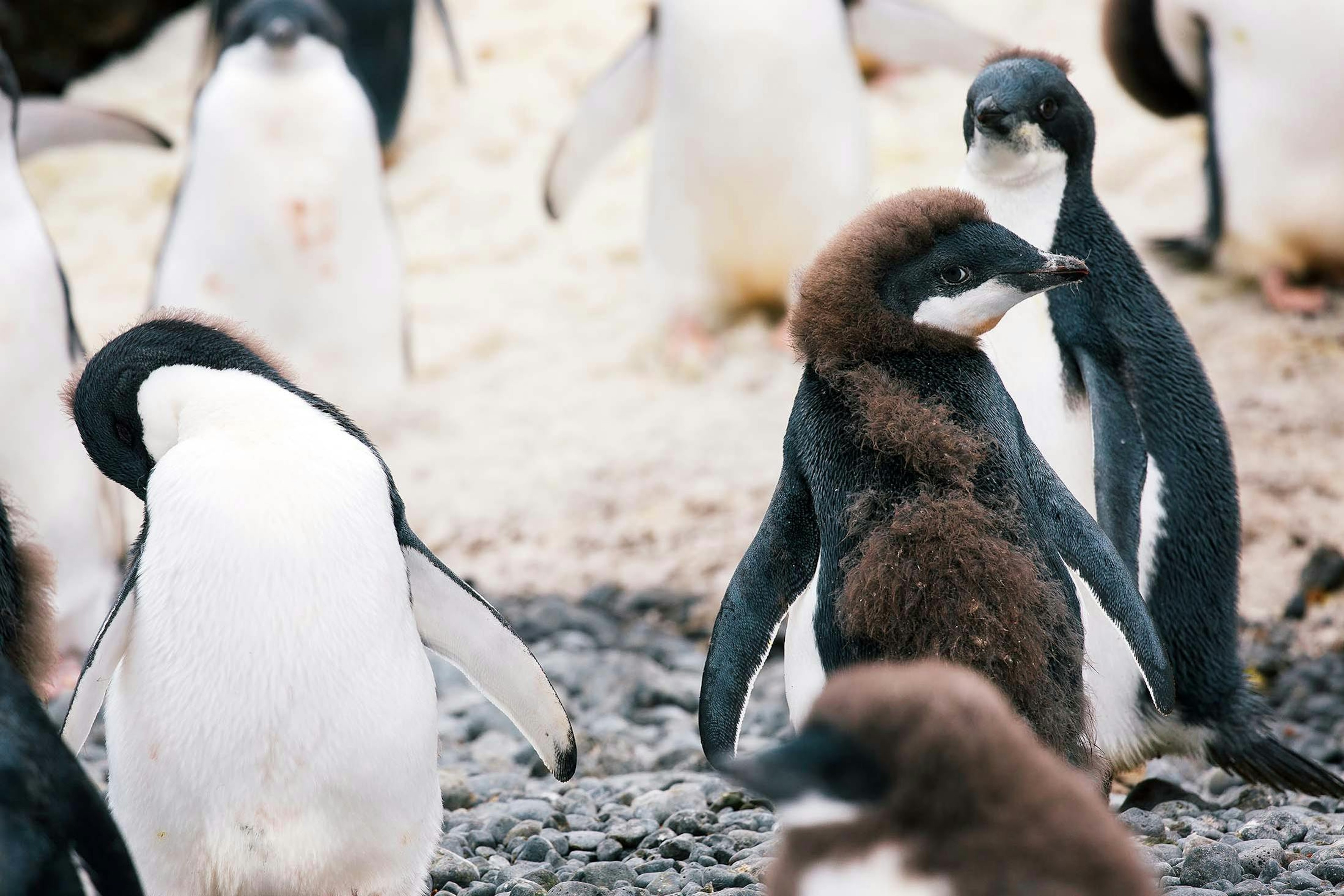 A molting young Adélie Penguin, Brown Bluff, Antarctica/Denis Elterman