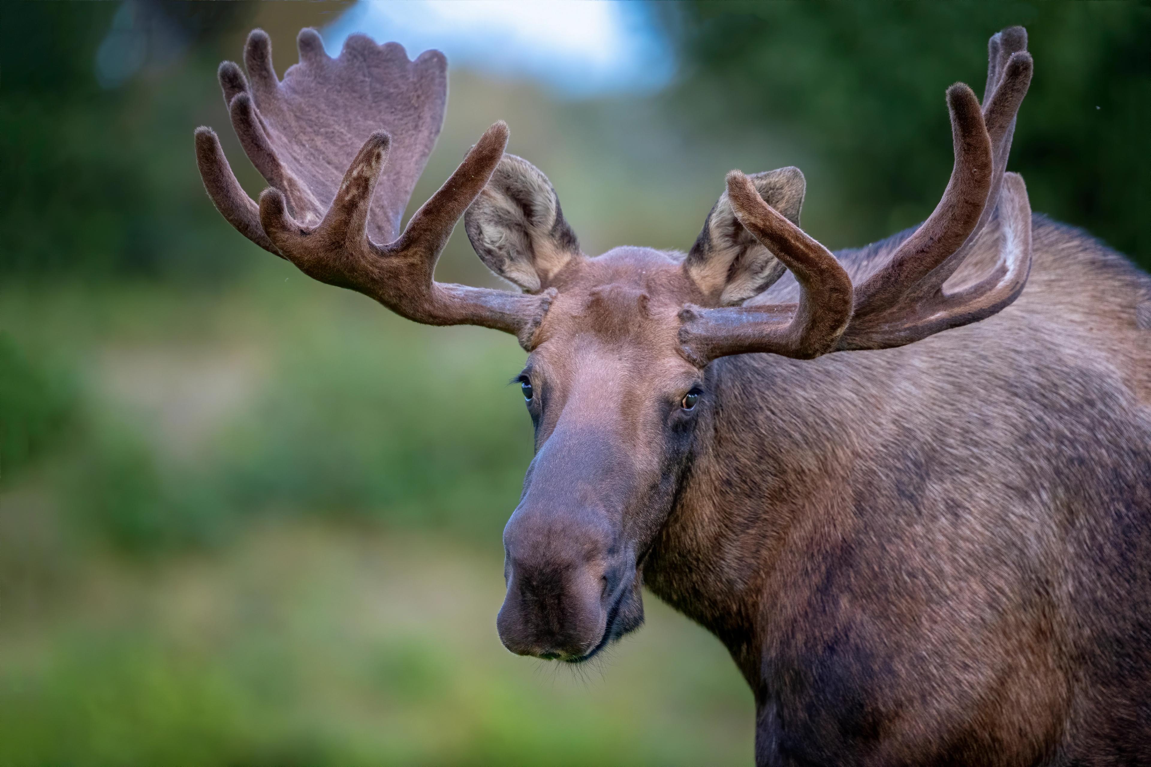 Moose are the largest and tallest members of the deer family