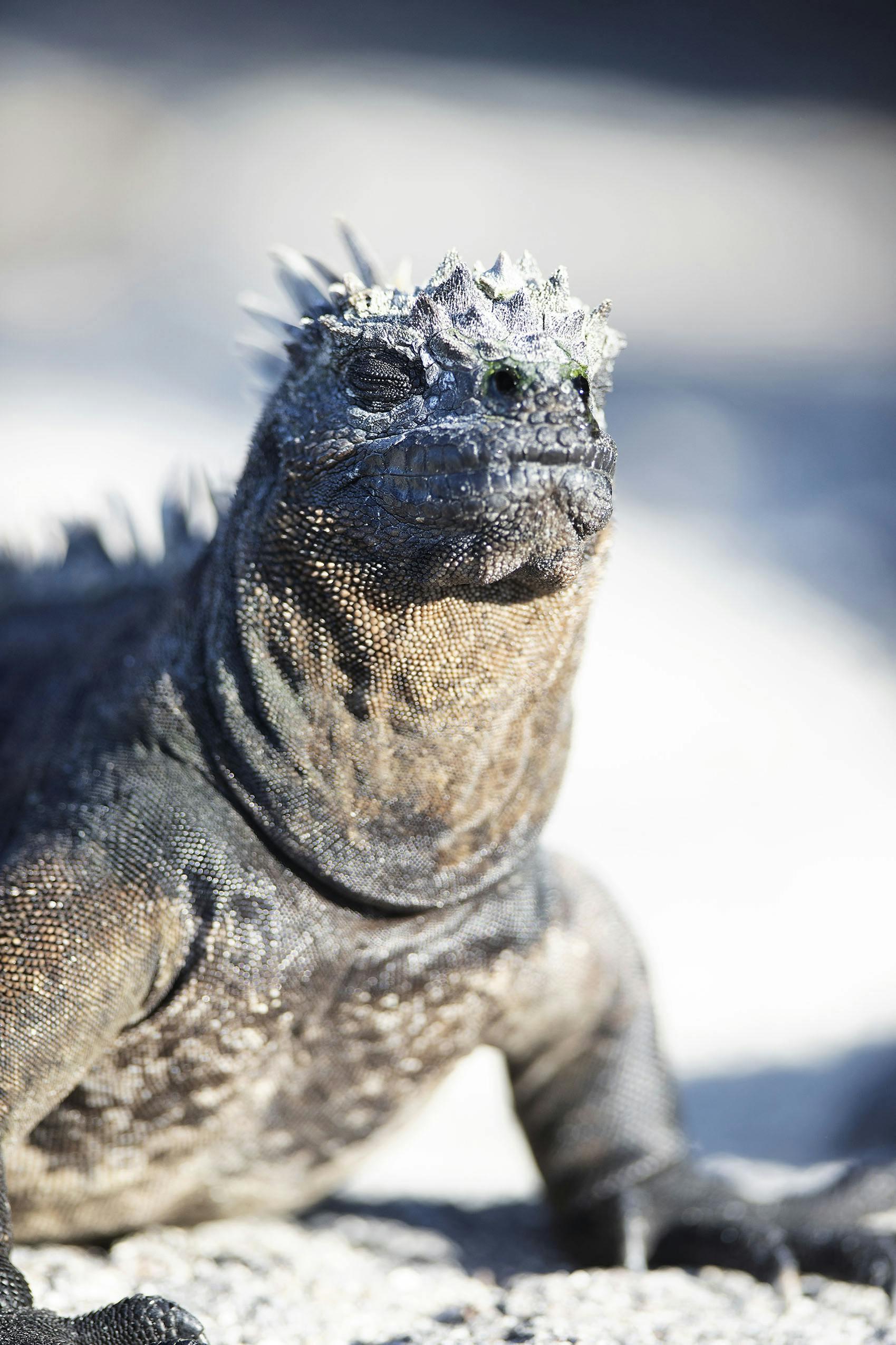 Marine iguanas eliminate excess salt through their nostrils./Lucia Griggi
