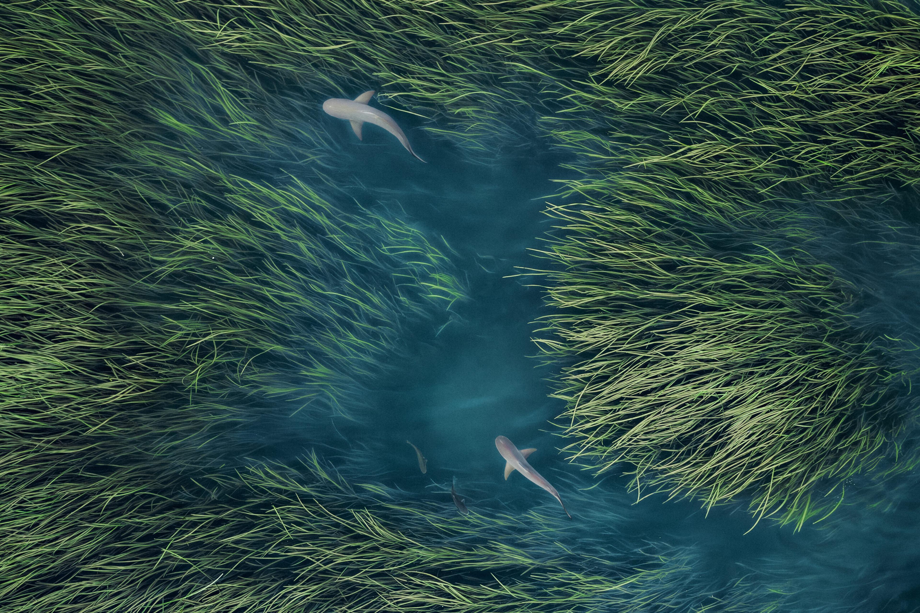 Sharks in the Kimberley, Australia's western, wild region./Getty Images