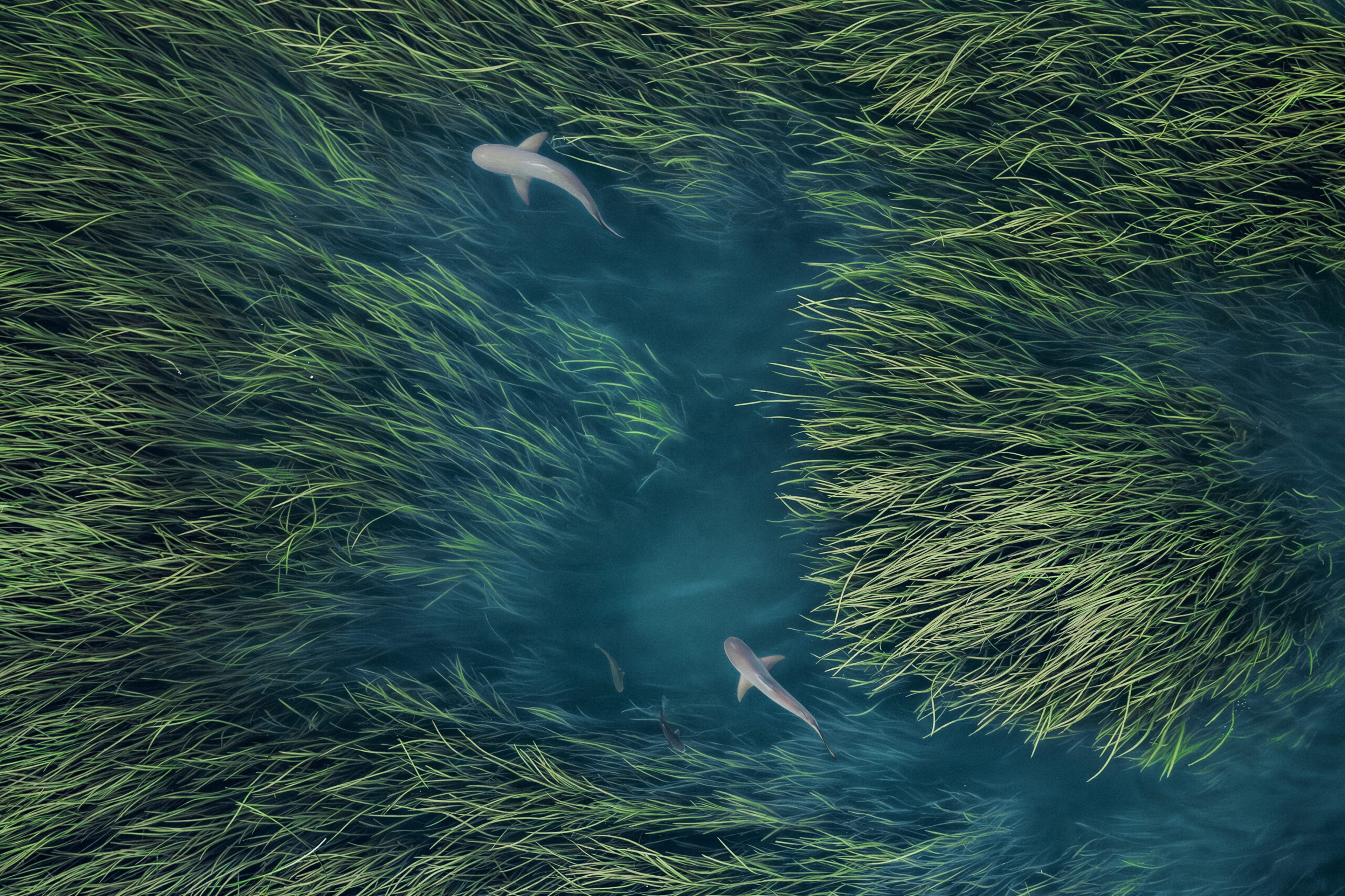 Sharks in the Kimberley, Australia's western, wild region./Getty Images