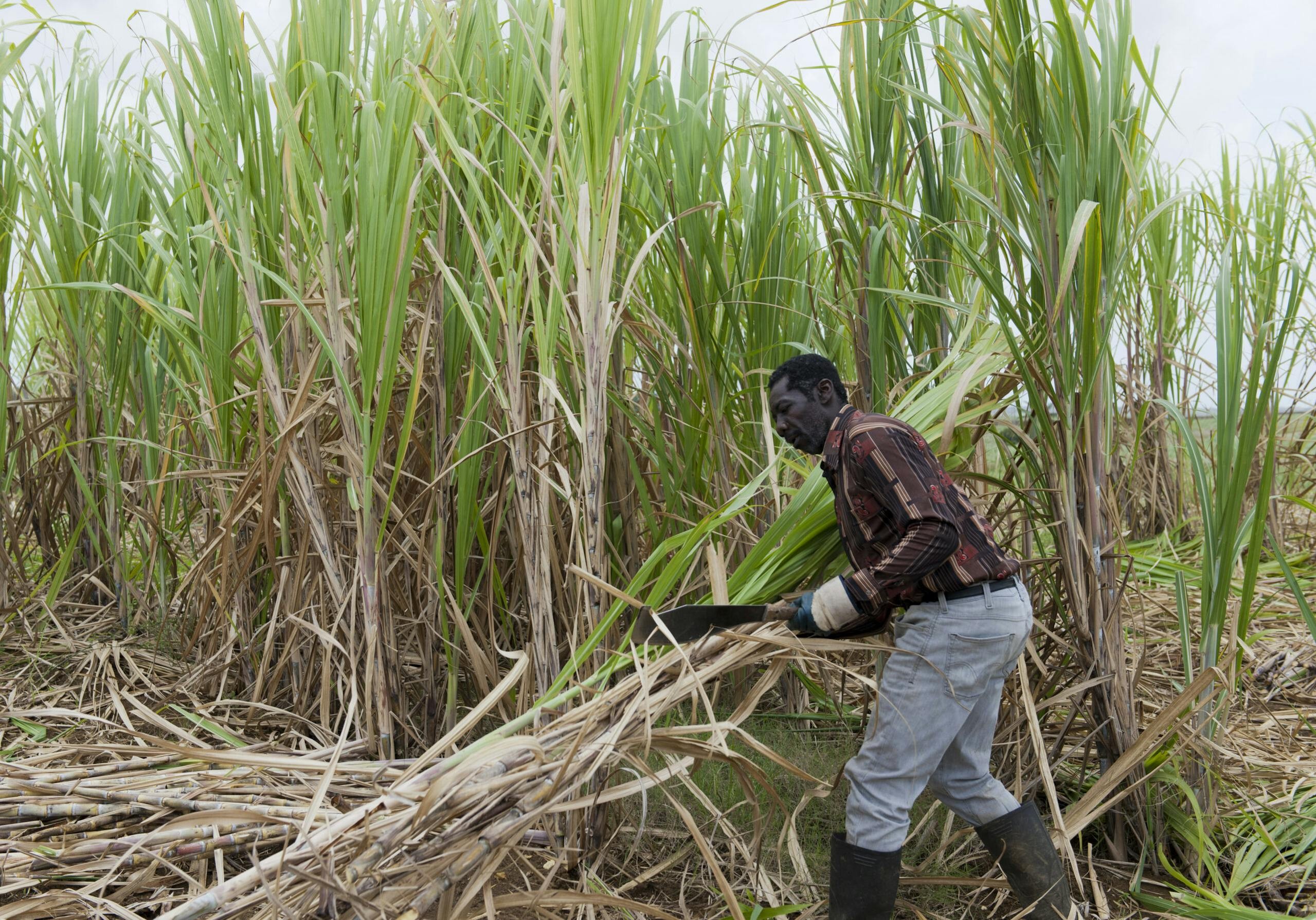 Man cutting sugar cane by hand in Barbados/Getty Images