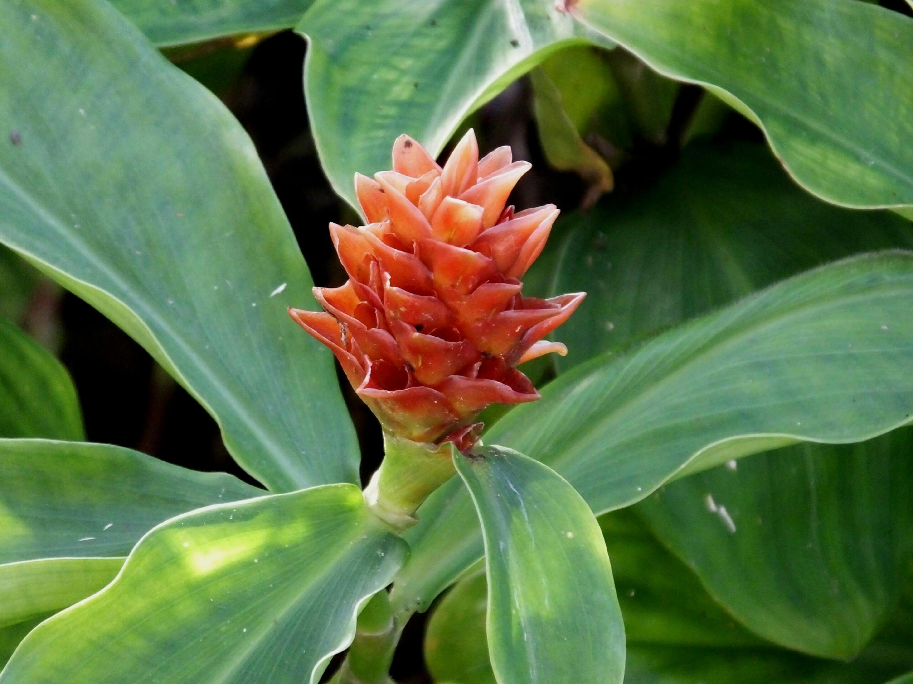 Red Button Ginger is a perennial herb that blooms year-round./Getty Images