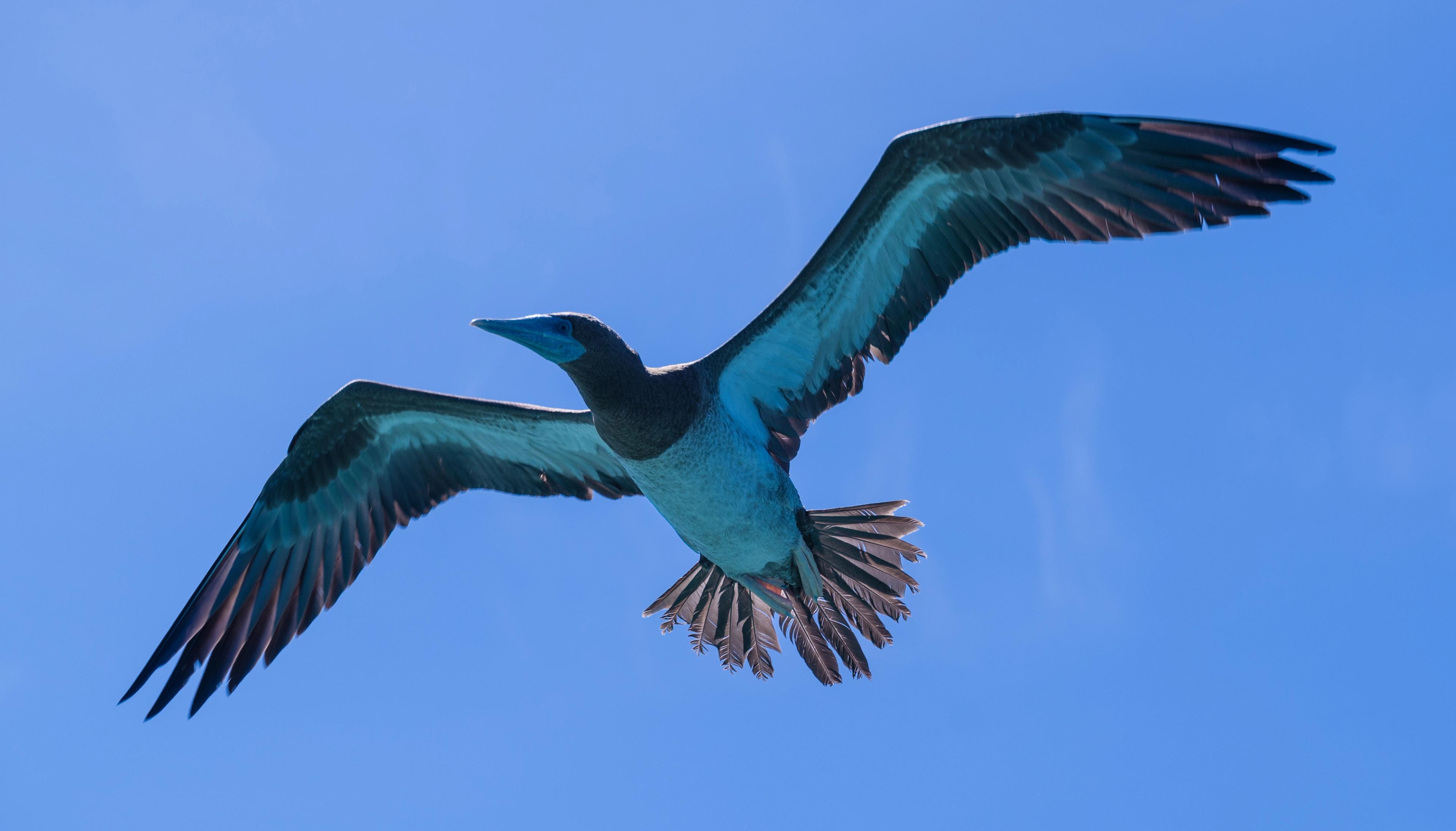 Brown footed boobies in the Lacedes Islands/Shutterstock