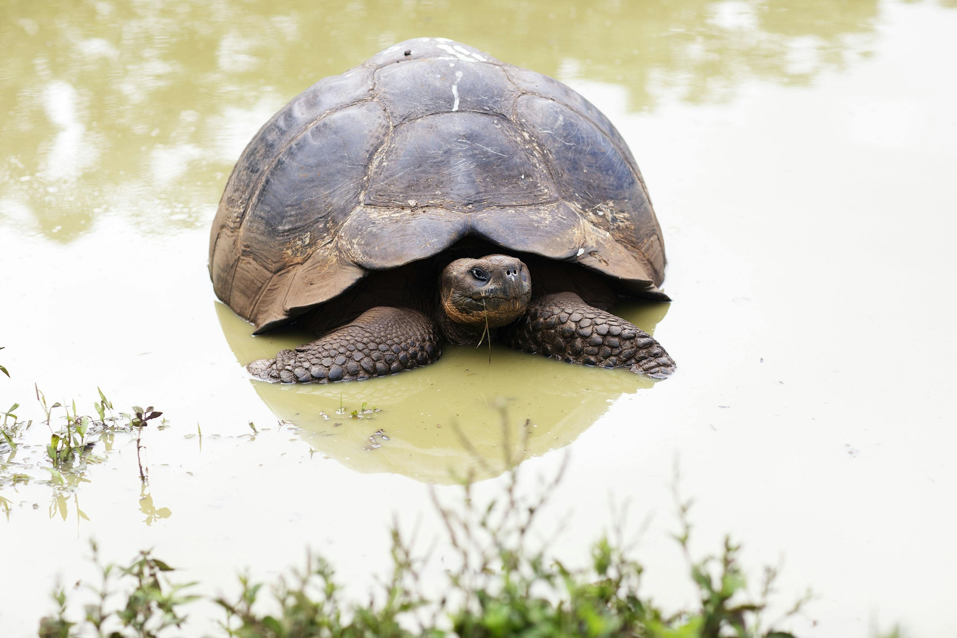 Tortoises played a key role in the origin of the Galapagos coffee at MonteMar./Lucia Griggi