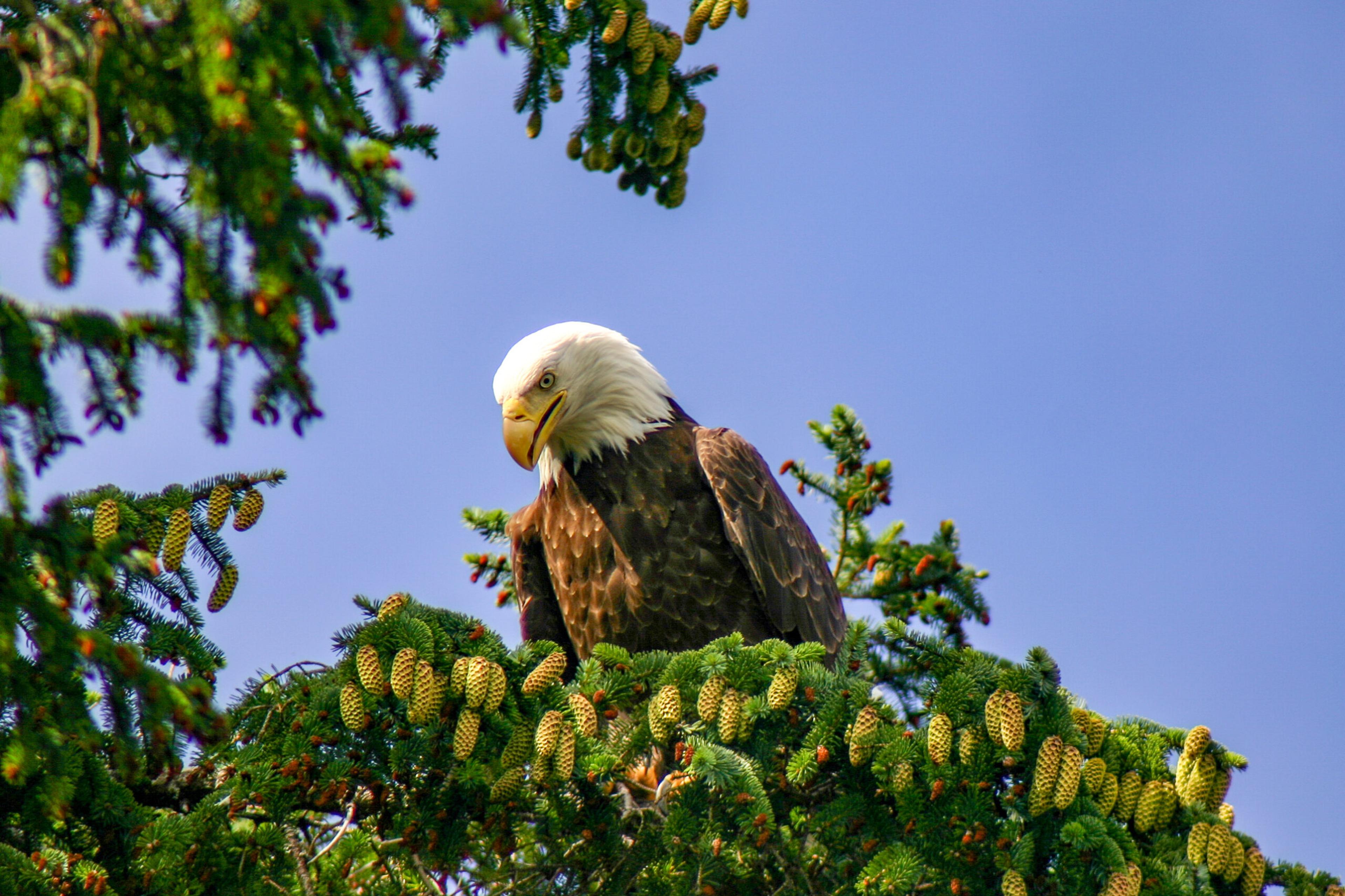 A bald eagle takes a break from hunting in Sitka, Alaska./Shutterstock