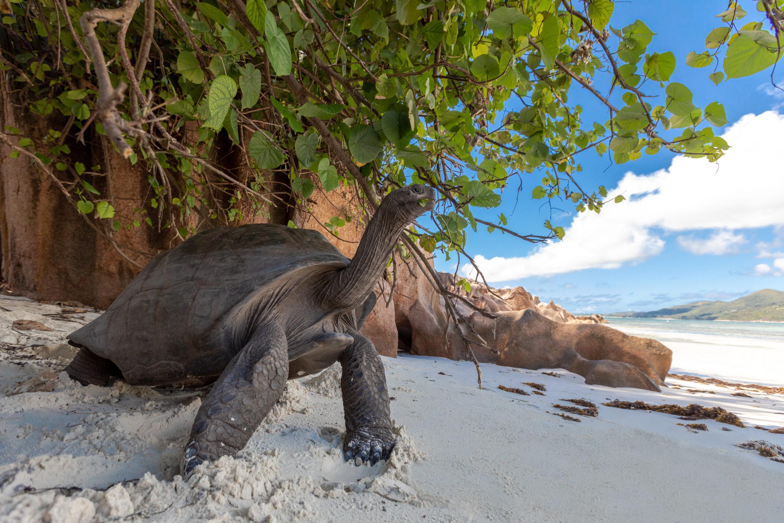 A giant tortoise surveys the landscape in Aldabra./Shutterstock