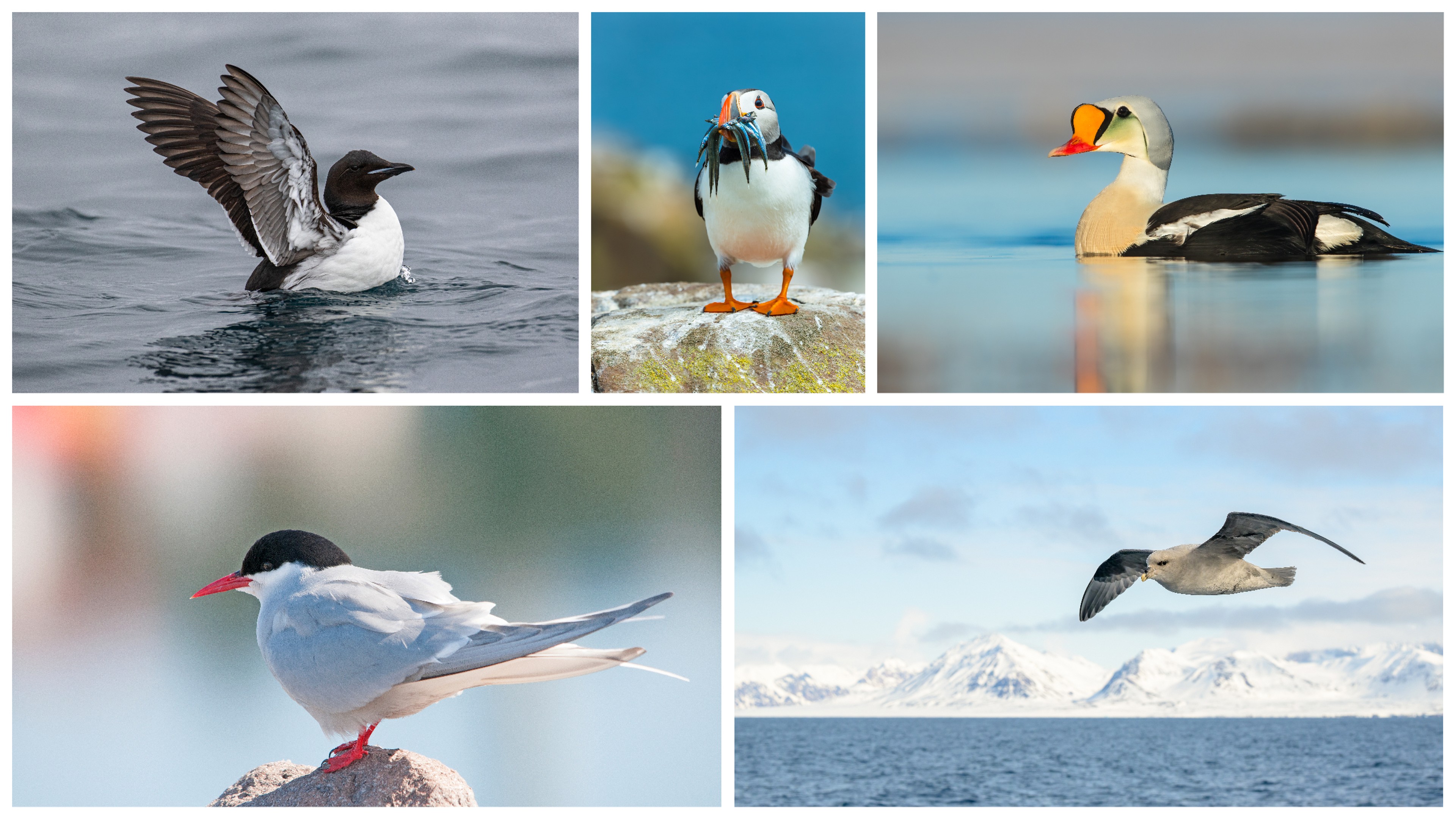 You may spot, clockwise from upper left, Brunnich's guillemot, puffin (with a mouth full of eels), King Eider, Northern fulmar, and the Arctic tern./Shutterstock