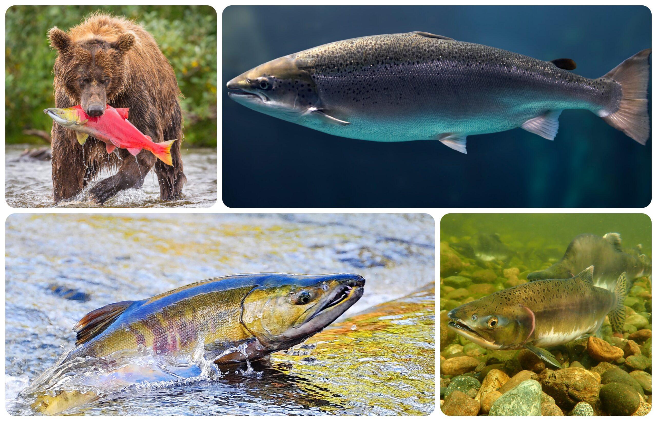 Everyone has a favorite salmon, sometimes weighing tastiness by which river they travel. Among the varieties, clockwise from top left: sockeye (in bear's mouth), coho, pink and chum./Getty Images