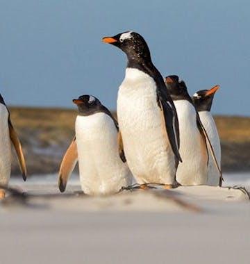 Penguins survive chilly water, thanks to a layer of fat and densely packed feathers that have a woolly under layer./Shutterstock