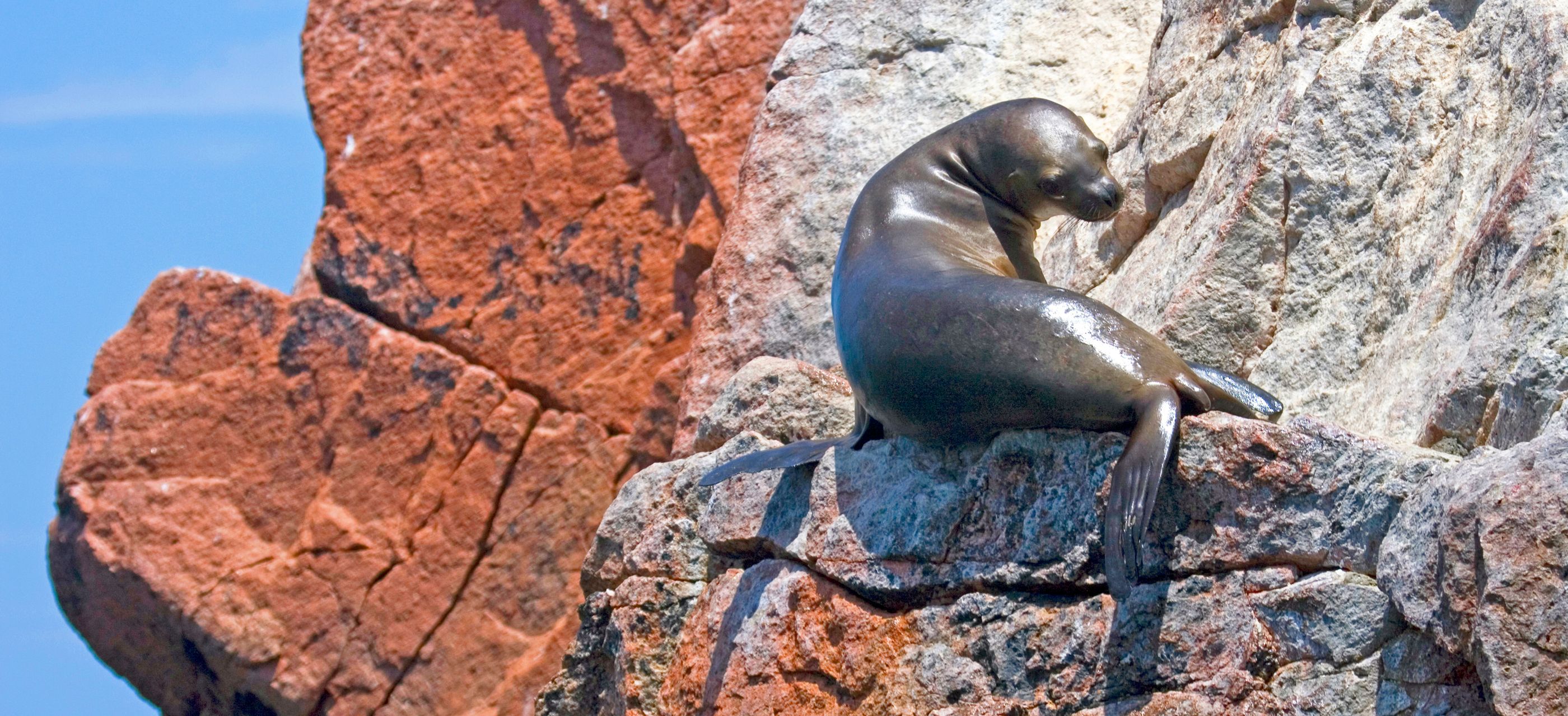 Soak up Peruvian History, of Course, but Save Time for a Swim with Sea Lions