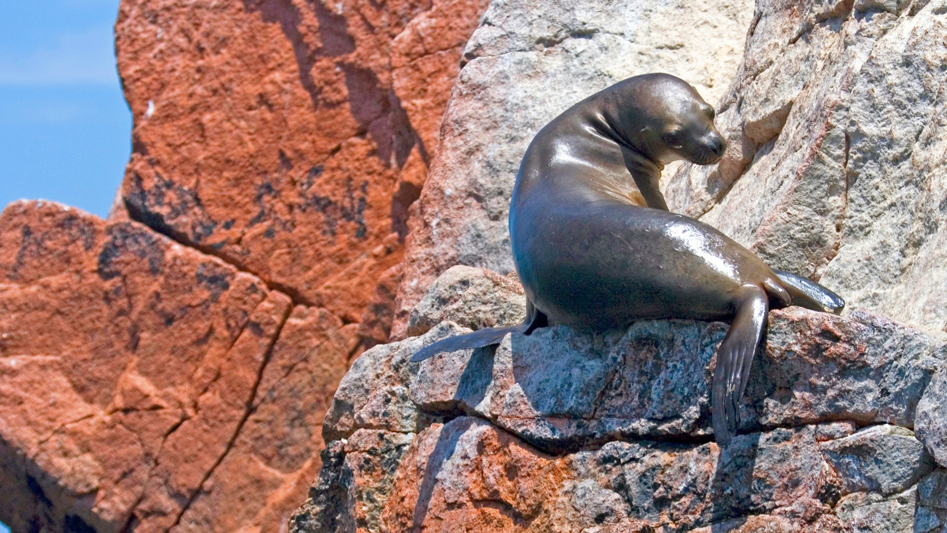 Soak up Peruvian History, of Course, but Save Time for a Swim with Sea Lions