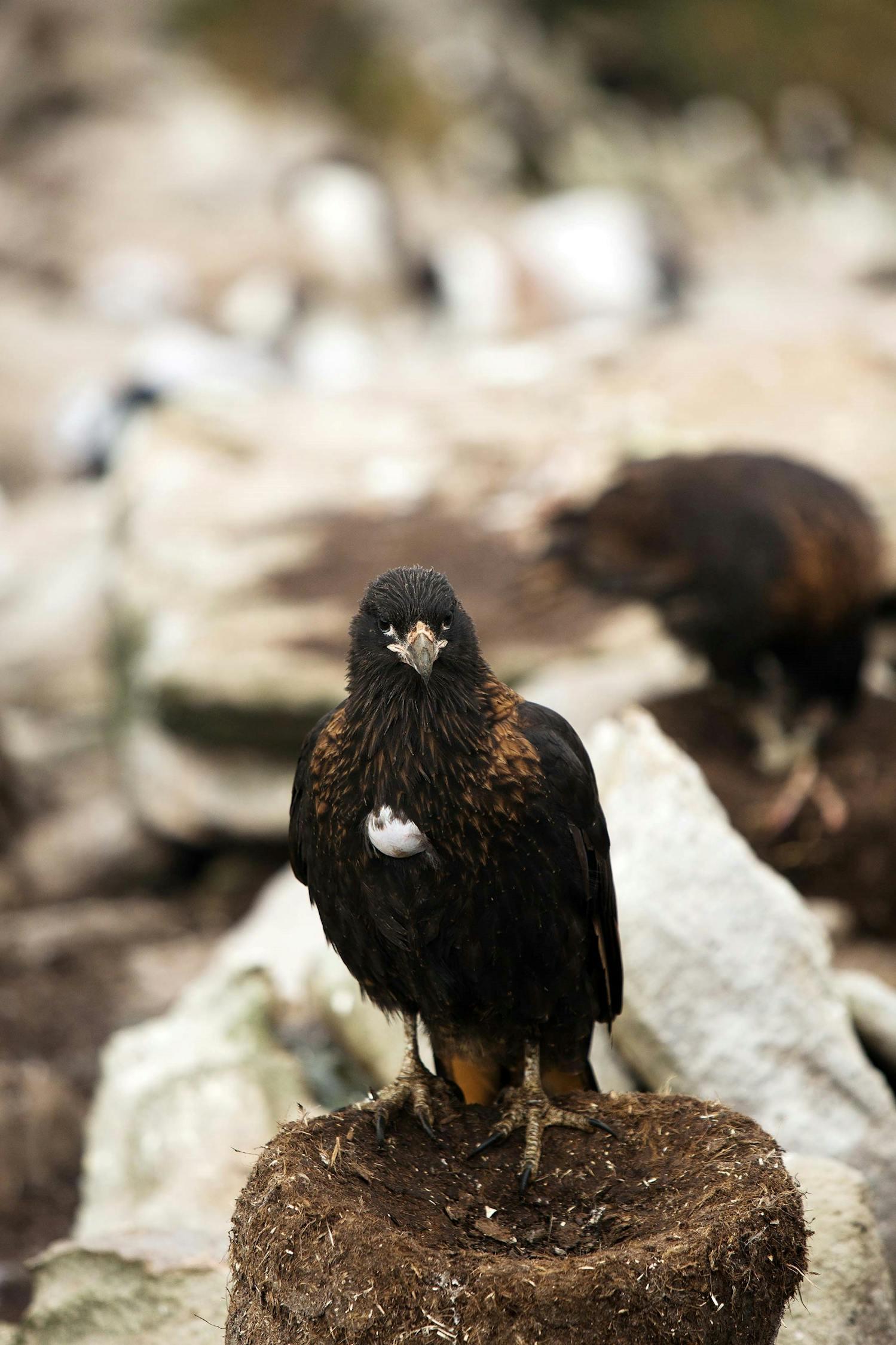 Striated caracaras build their nests along coastal cliffs./Lucia Griggi