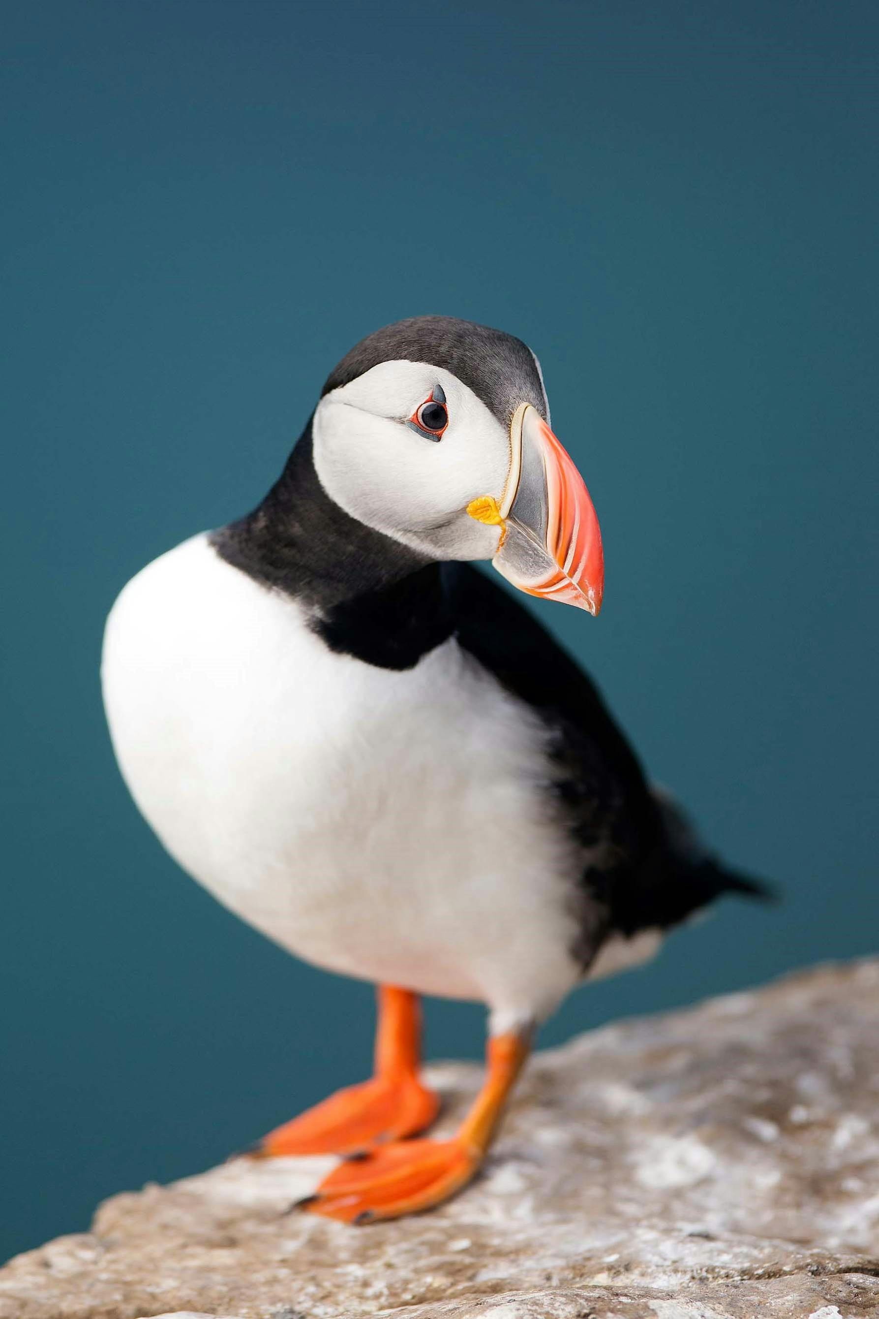 An Atlantic Puffin on Grimsey Island, Iceland /Lucia Griggi