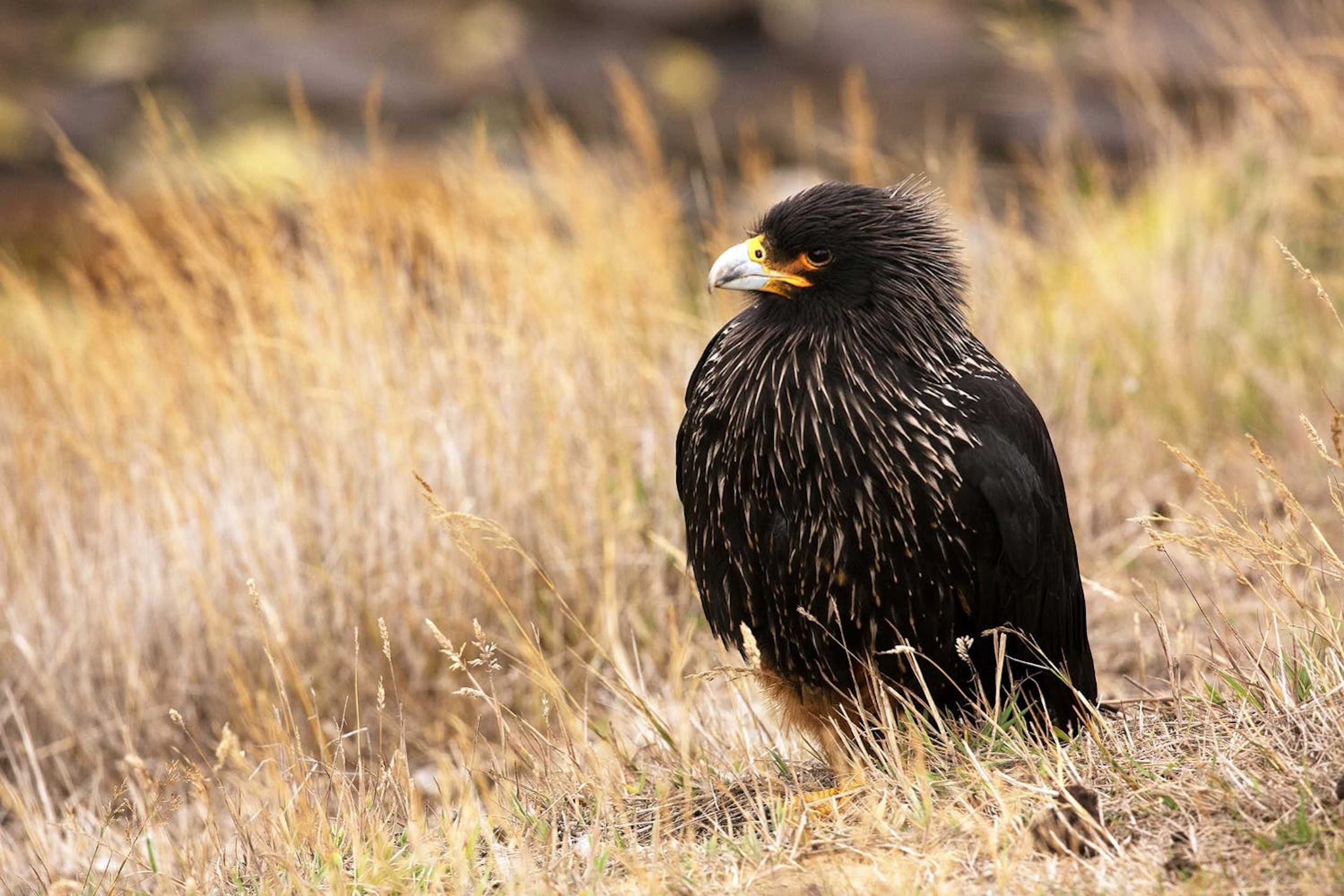 Striated caracaras are opportunistic scavengers./Lucia Griggi