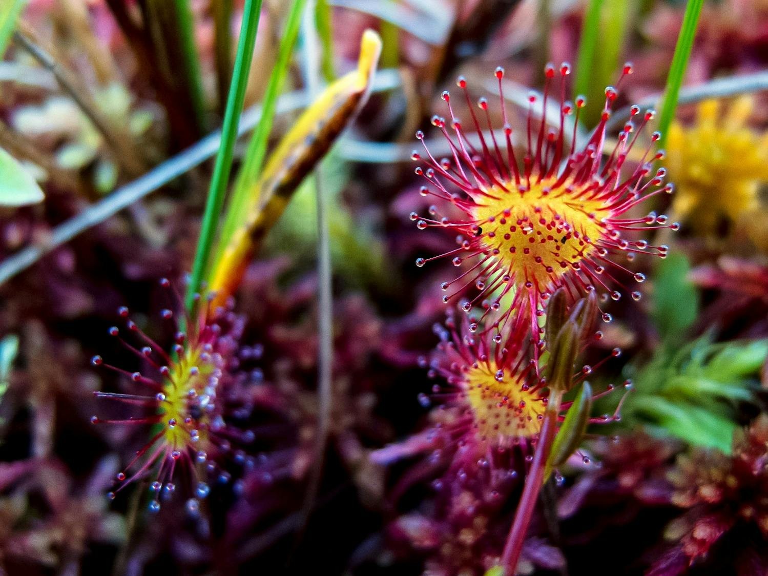 A sundew plant, shot on an iPhone/David Jaffe
