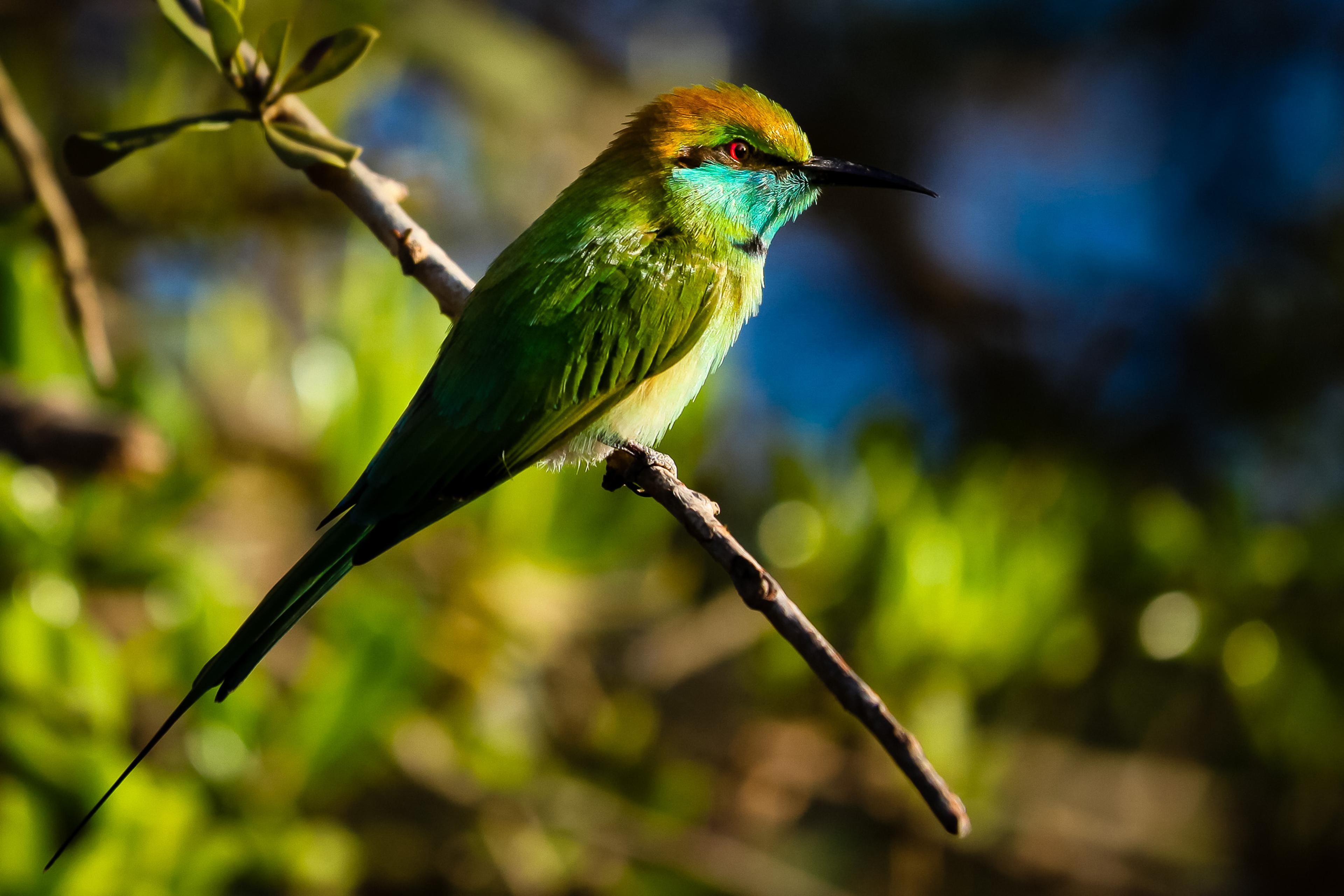 The green bee-eater is one of the 215 bird species found in Yala National Park./David Jaffe
