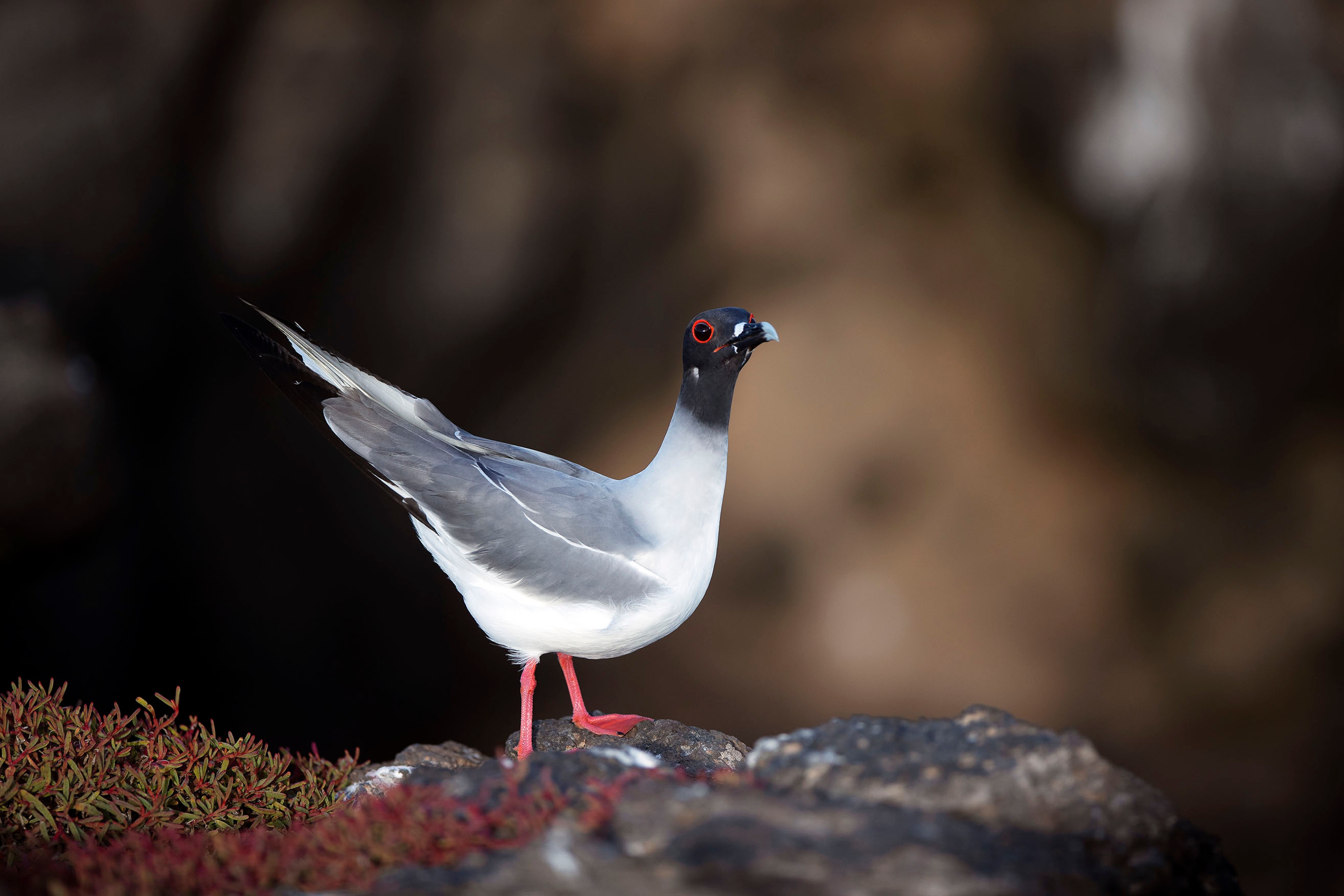 Boasting full night vision, the swallow-tailed gull is the only nocturnal gull in the world./Lucia Griggi