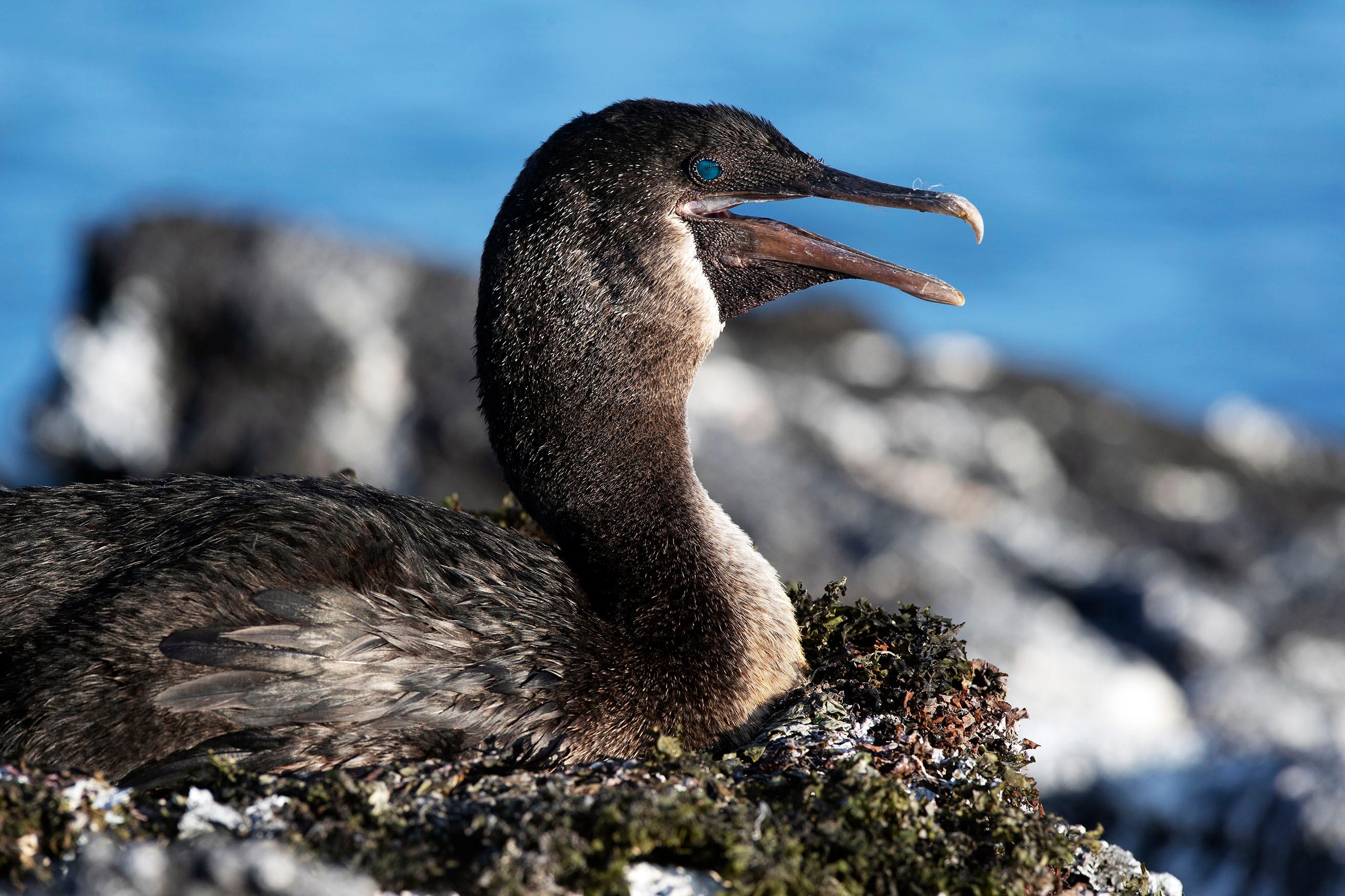 Flightless Cormorants lost their ability to fly due to the absence of land-based predators./Lucia Griggi