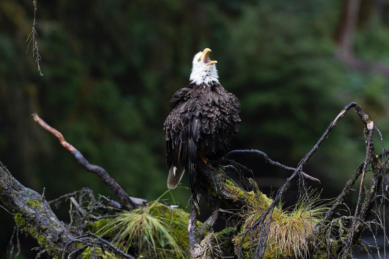The iconic bald eagle in Alaska's Tongass National Forest, near Wrangell./Lucia Griggi