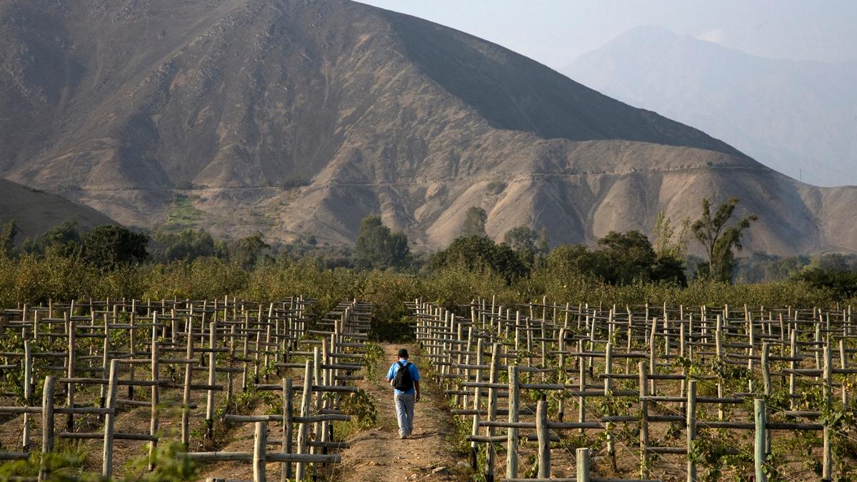 The Origin and Allure of Chilean and Peruvian Pisco