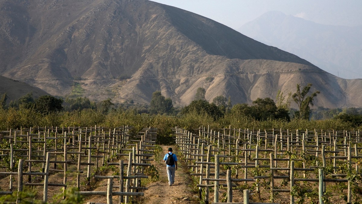The Origin and Allure of Chilean and Peruvian Pisco
