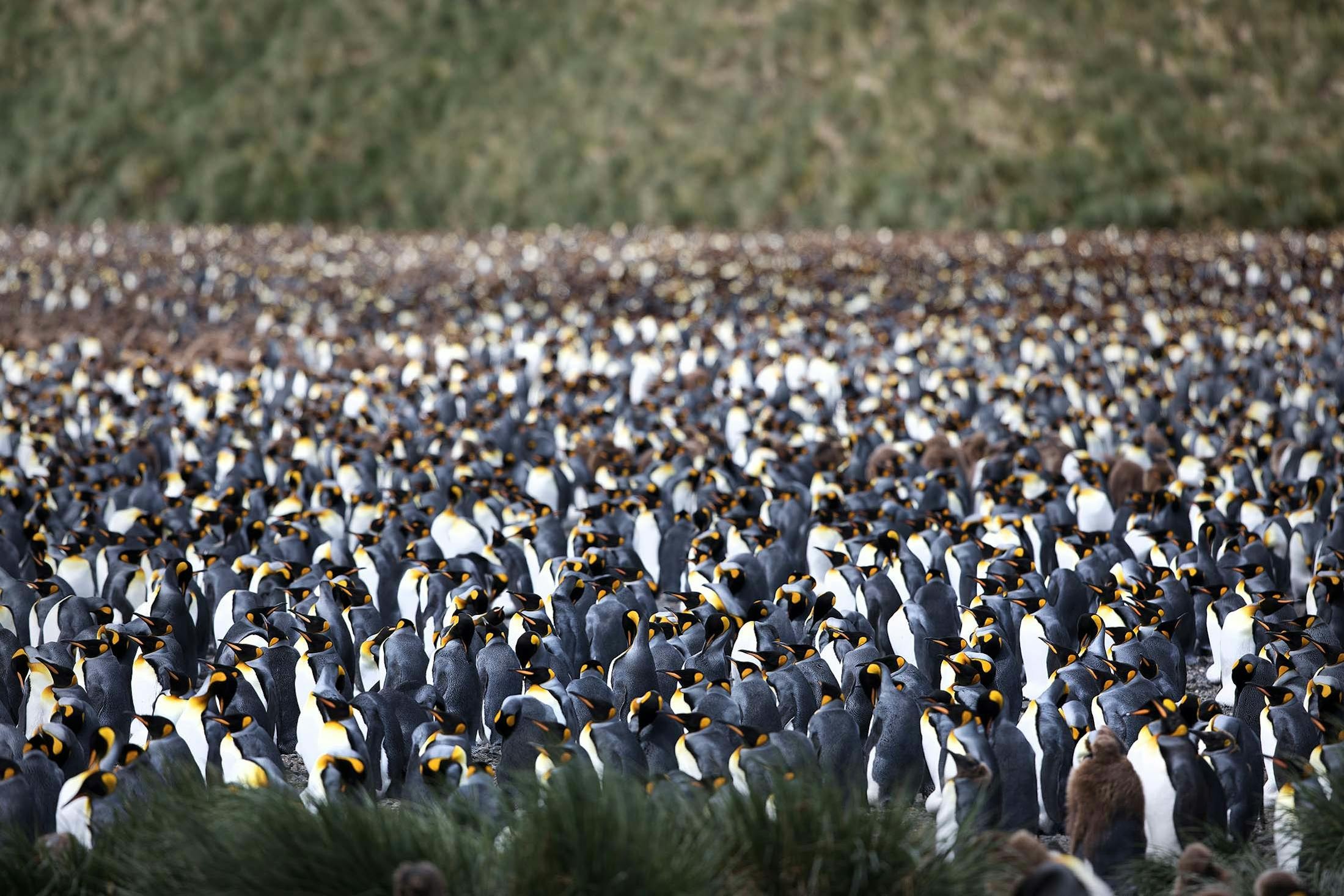A vast colony of King Penguins on South Georgia's Salisbury Plain./Lucia Griggi