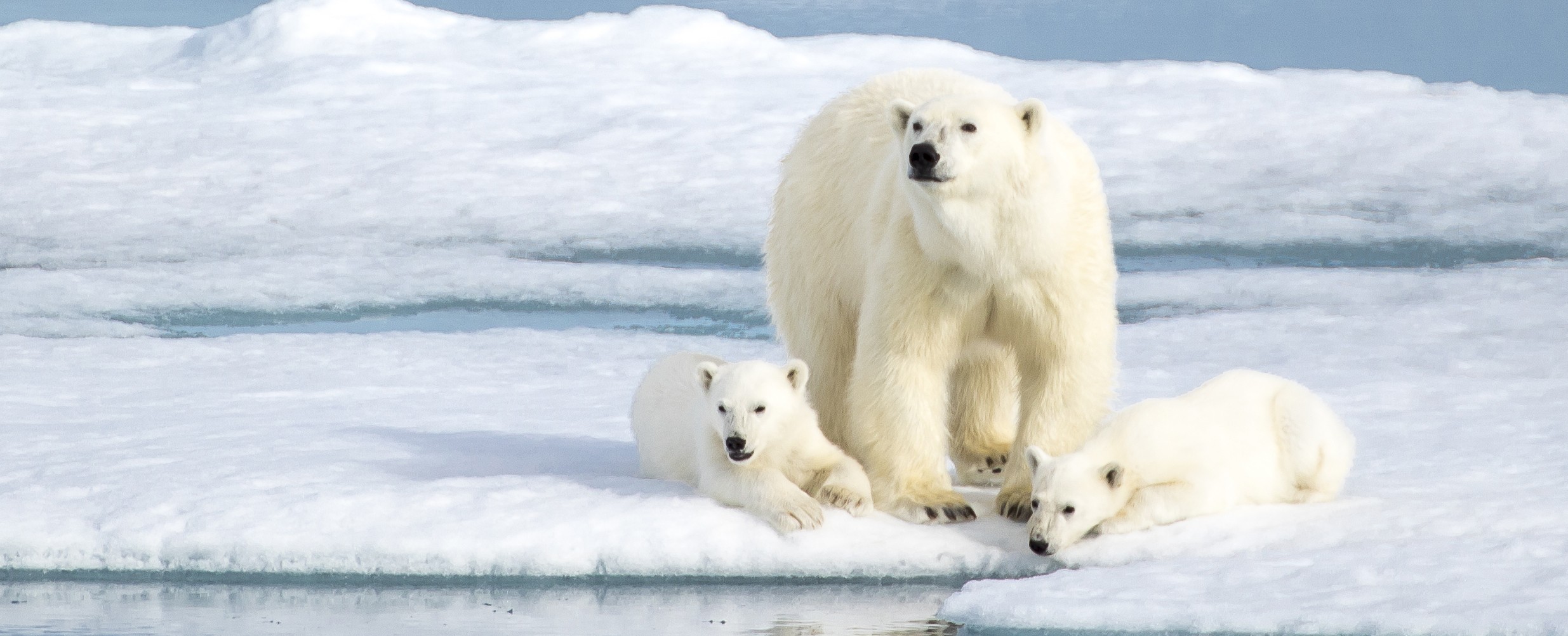 Sandra Redfern's sighting of polar bears was a key memory from her Arctic cruise.