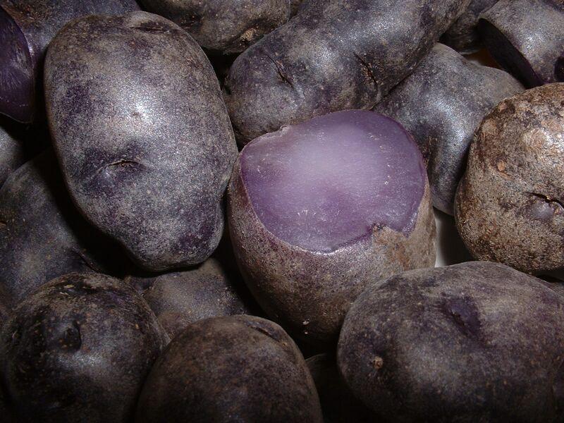 Potatoes come in an array of colors in South America, including the purple Peruvian./Wikimedia Commons