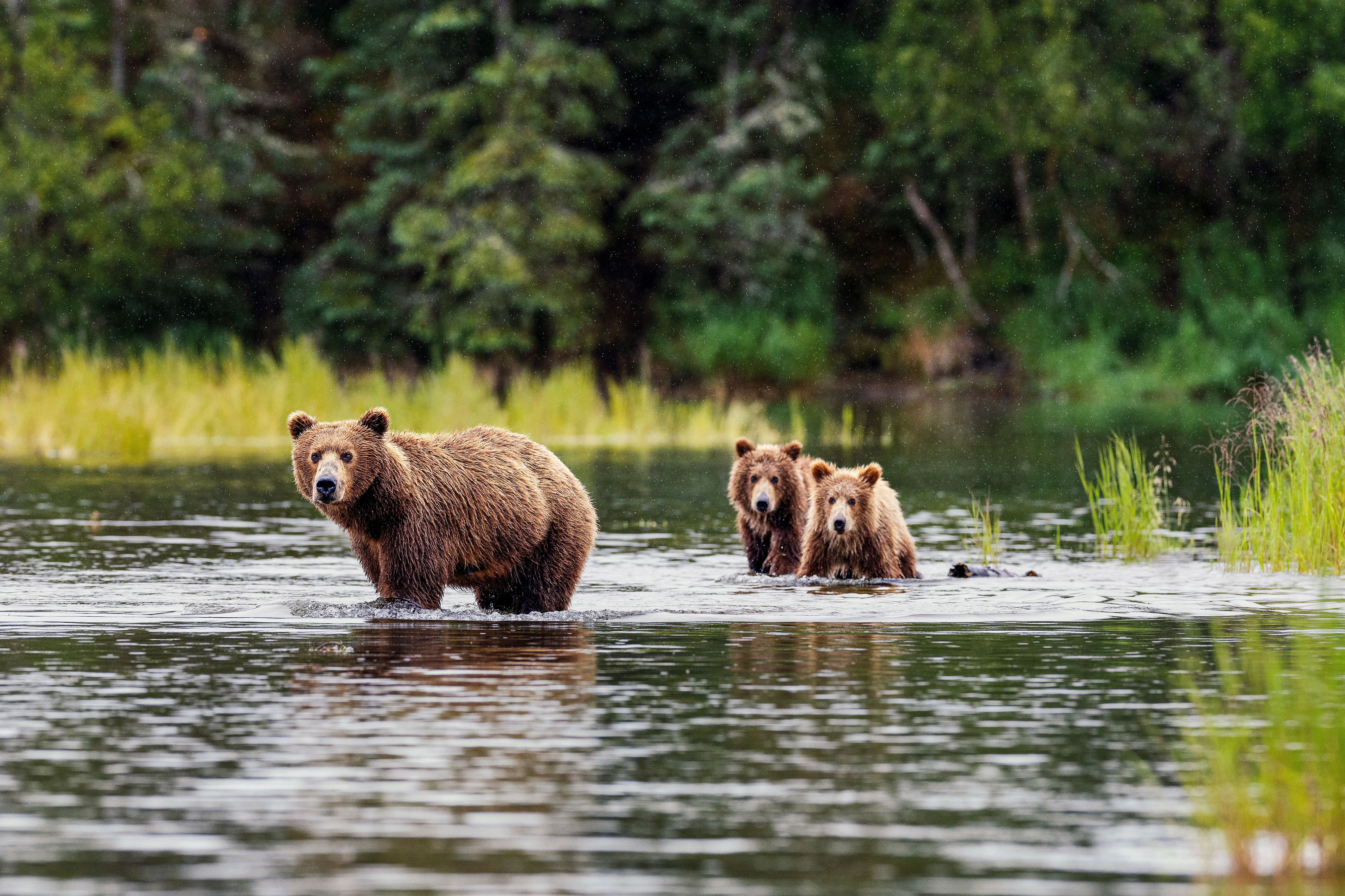 When and How to See Bears in Alaska