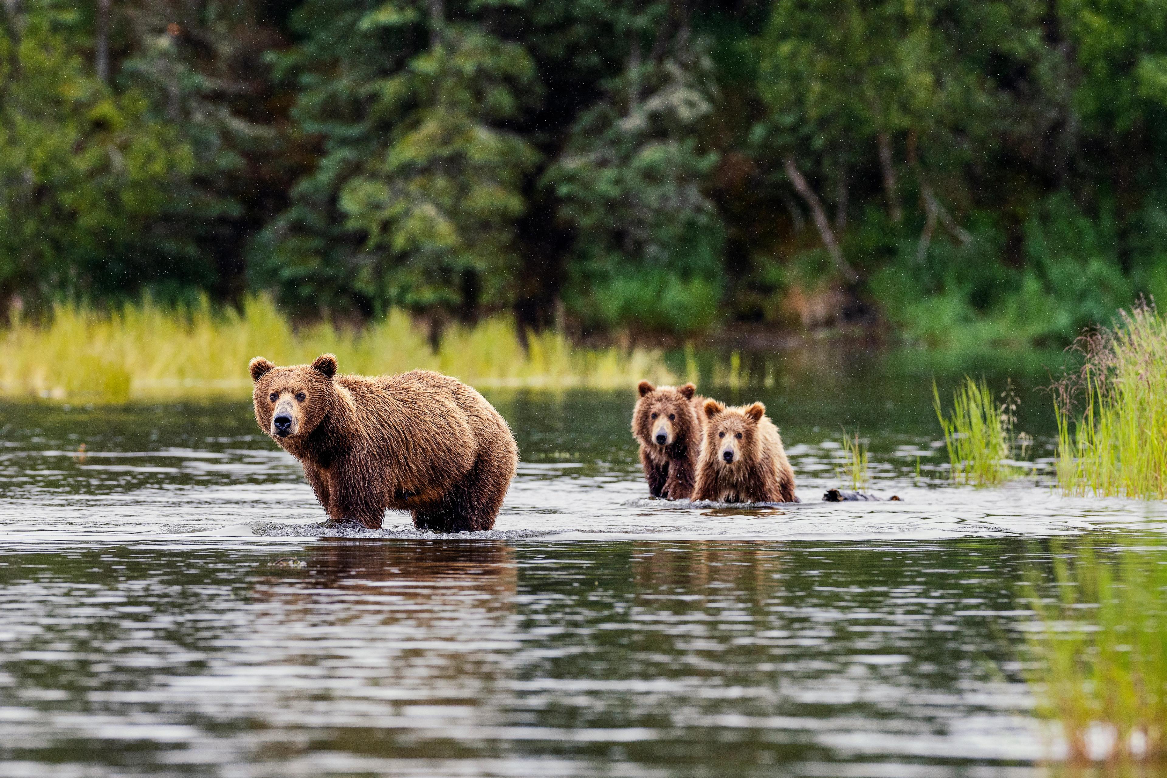 Alaska, the land of bears