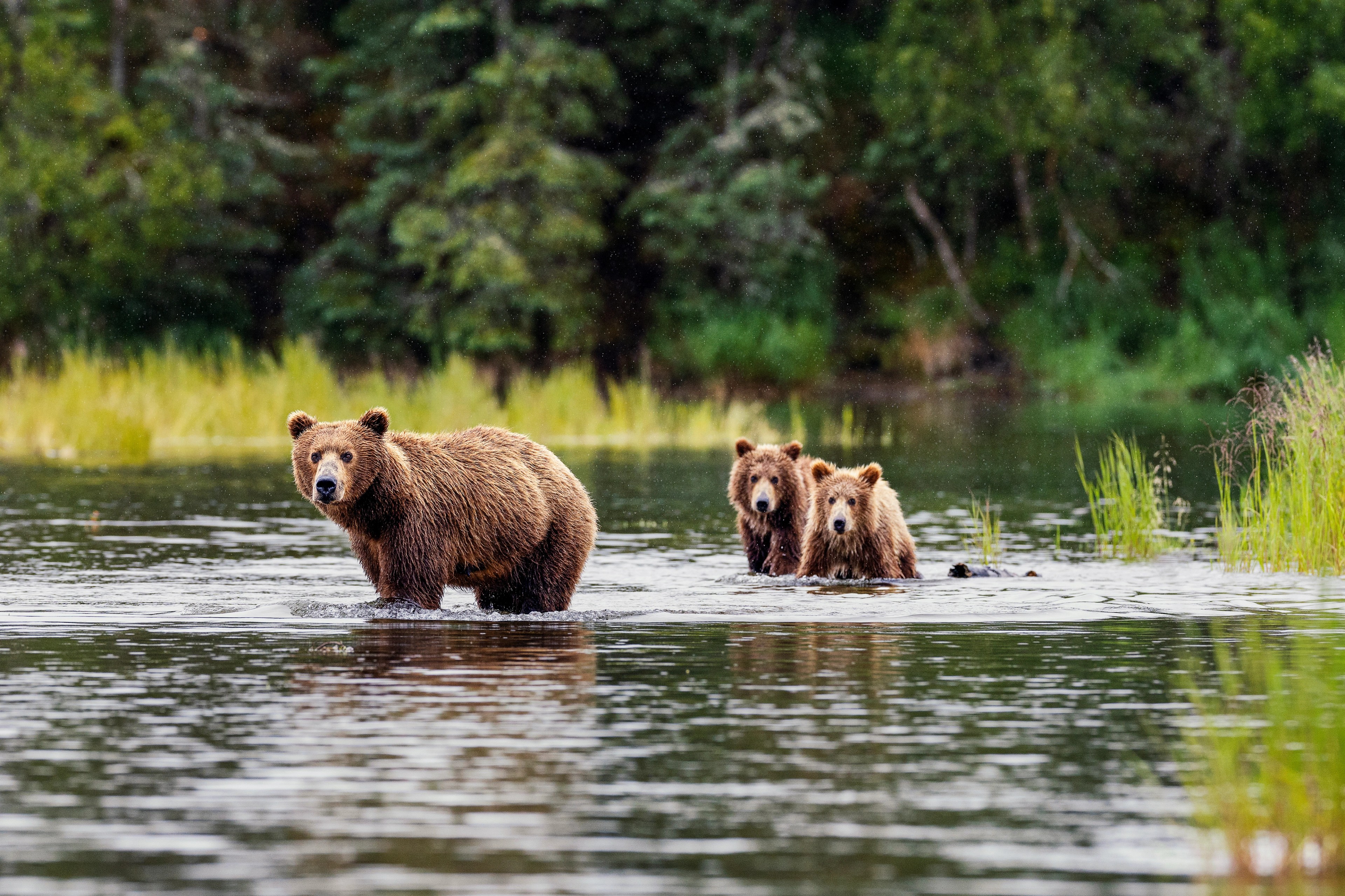 Alaska, the land of bears