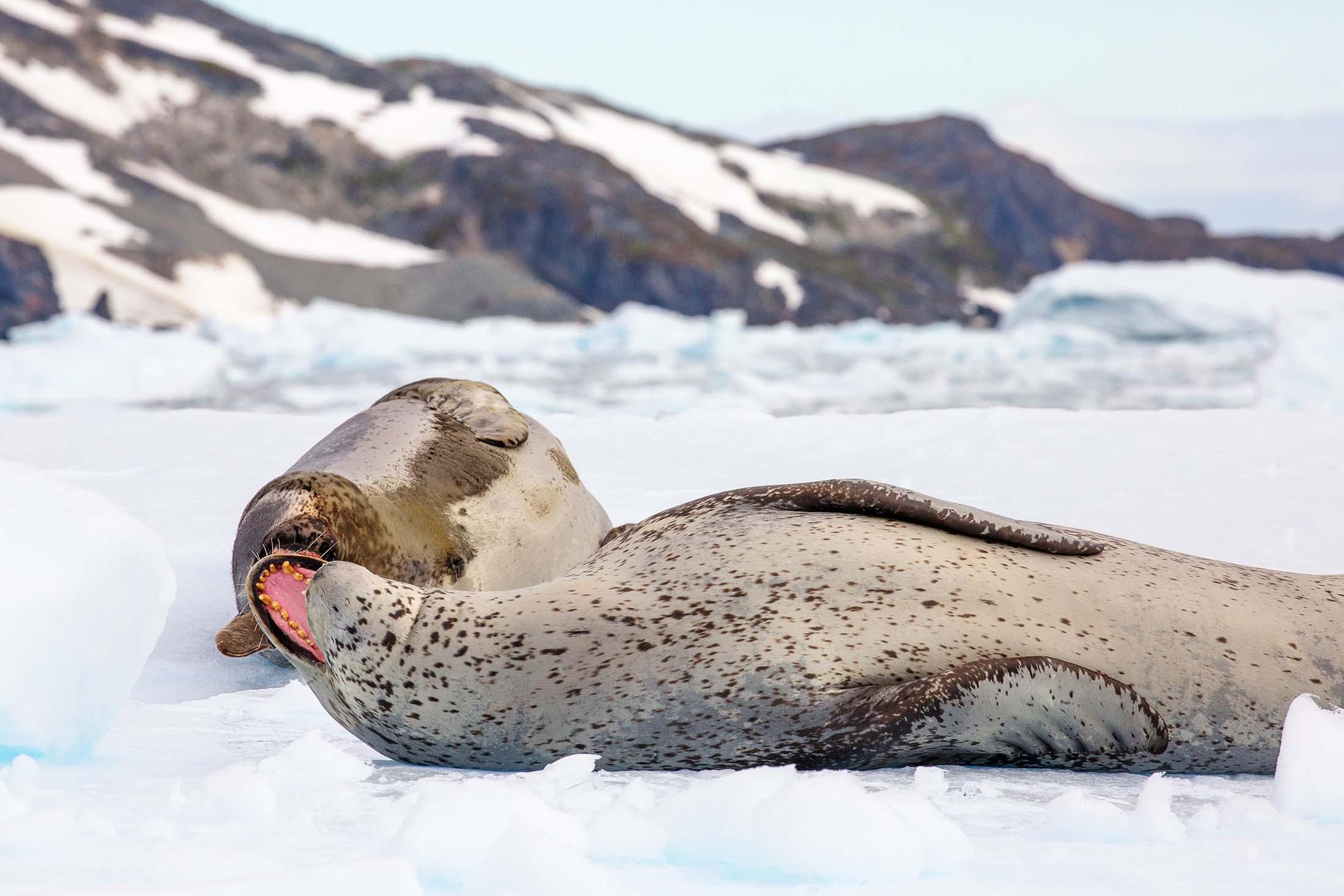 Leopard seals lie on the ice in Antarctica's Cierva Cove./Denis Elterman