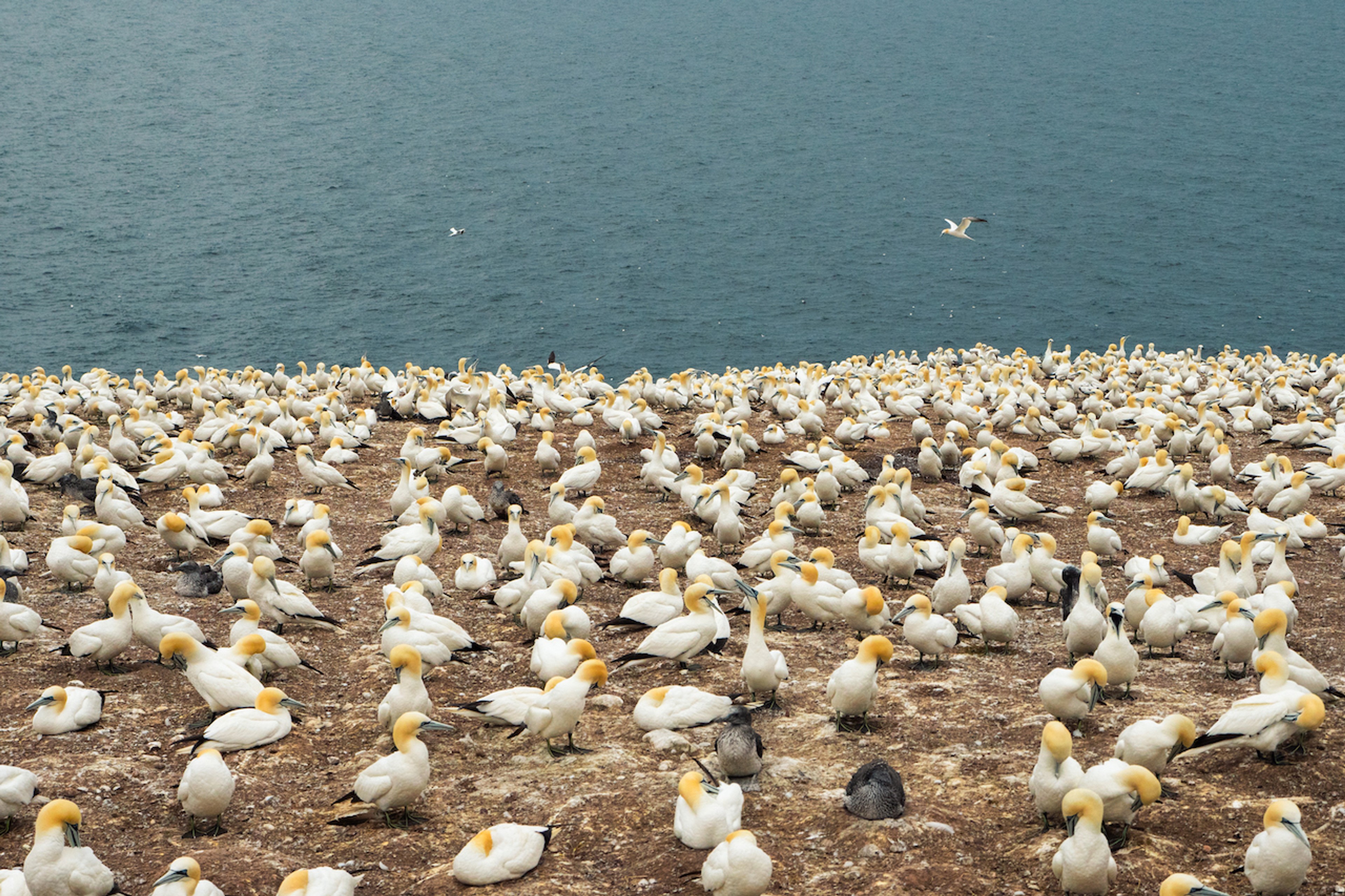 Quebec's Bonaventure Island is home to one of the world's largest colonies of Northern Gannets/Denis Elterman