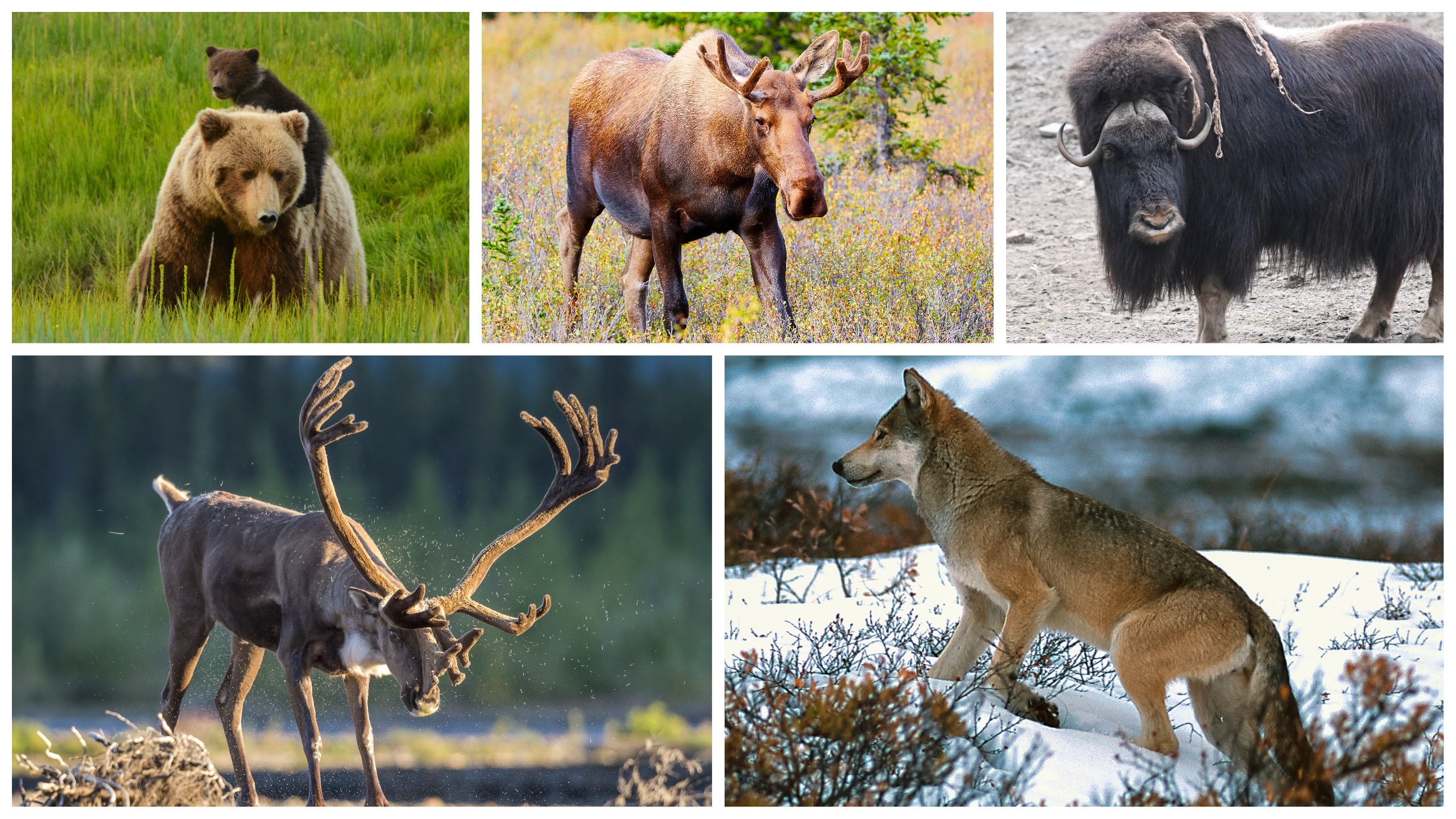 Clockwise from upper left: brown bear and cub, moose, muskox, wolf and caribou./Shutterstock