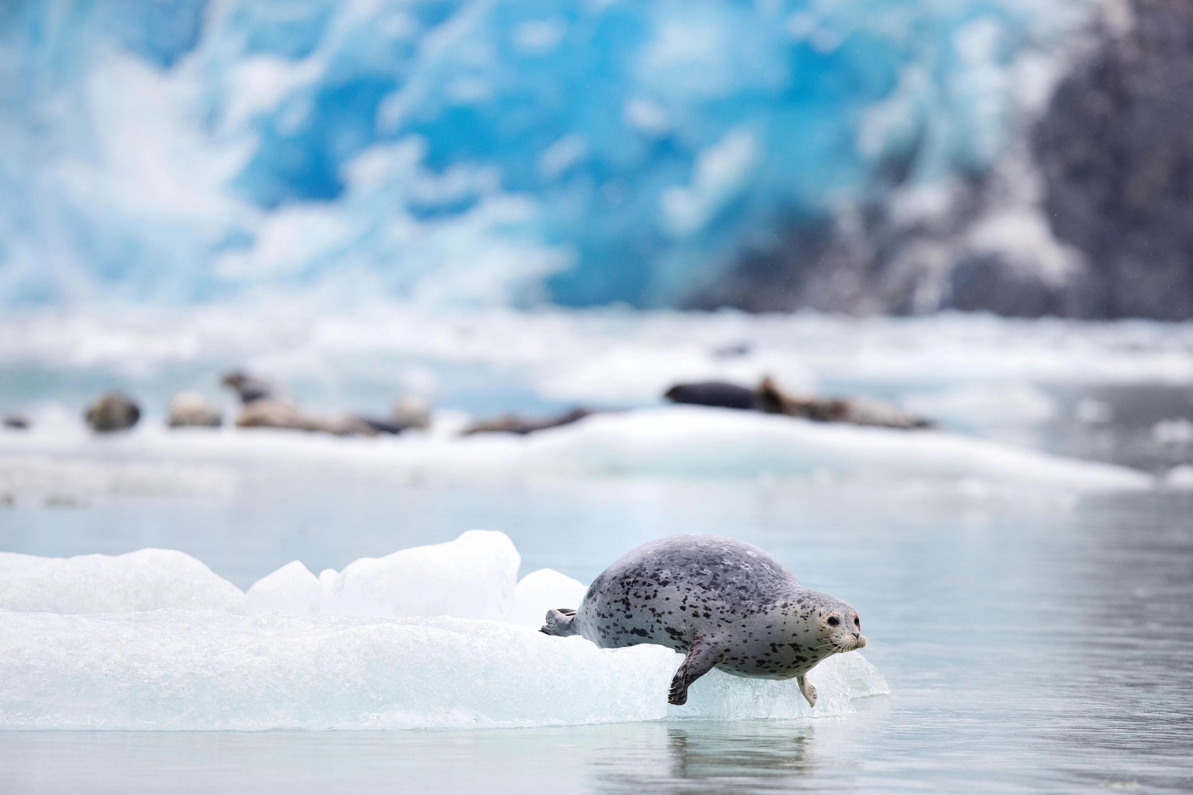 A harbor seal (Phoca vitulina) pulling itself up onto a glacial ice floe in Alaska.