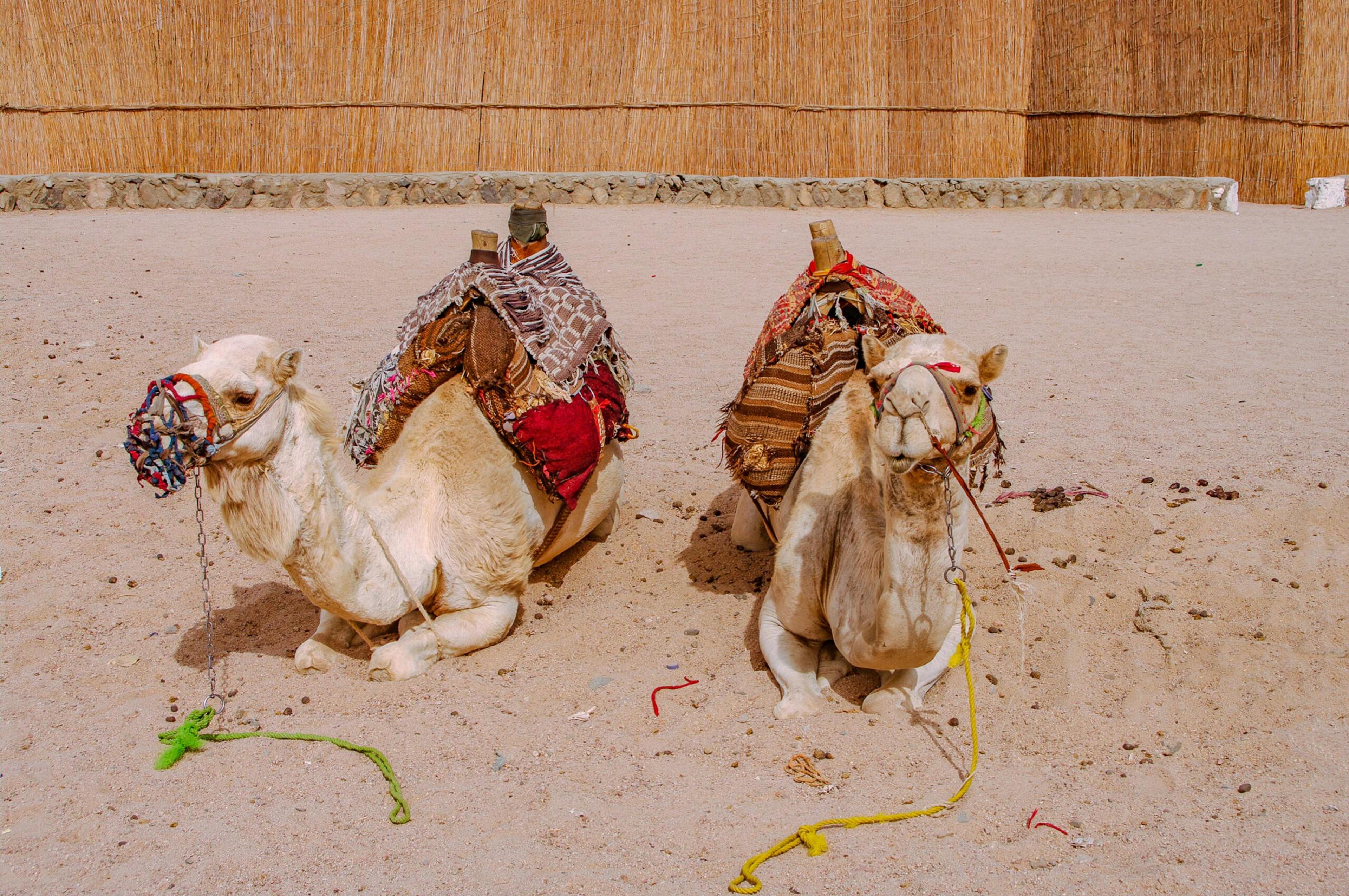 Camels in the Egyptian Sahara./Shutterstock