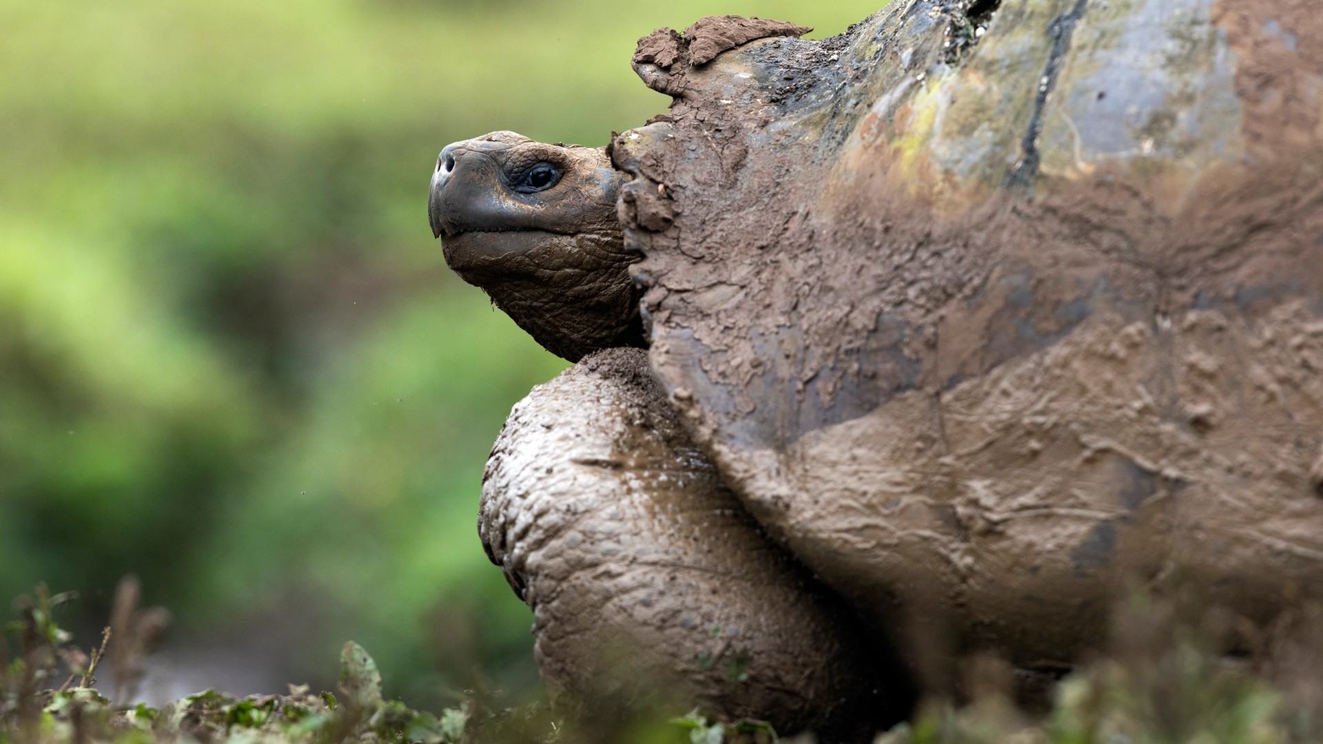 Slowing Down with the Galápagos Giant Tortoise