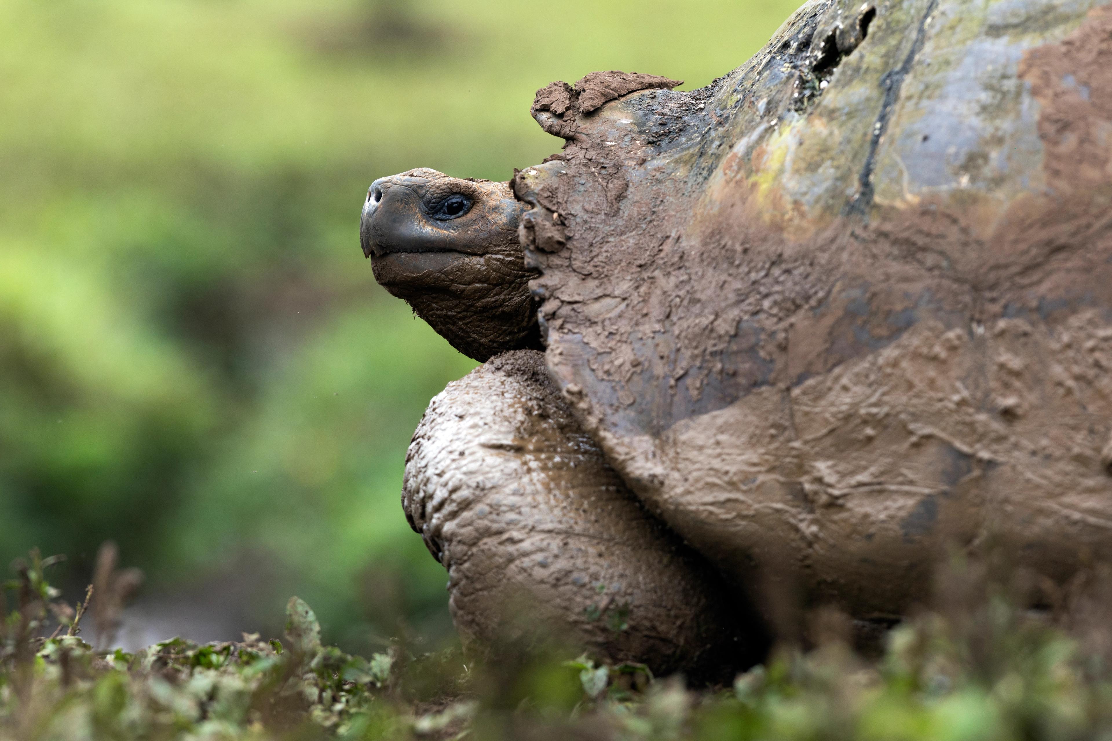 Slowing Down with the Galápagos Giant Tortoise