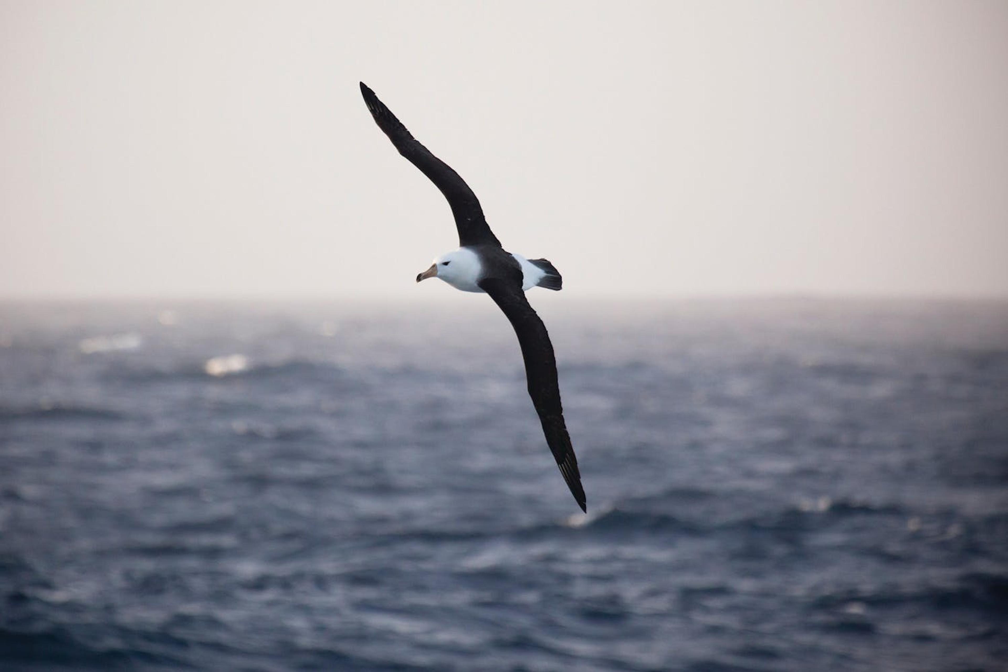 Albatrosses can be seen from the deck of the ship, on departure from Ushuaia/Richard Sidey