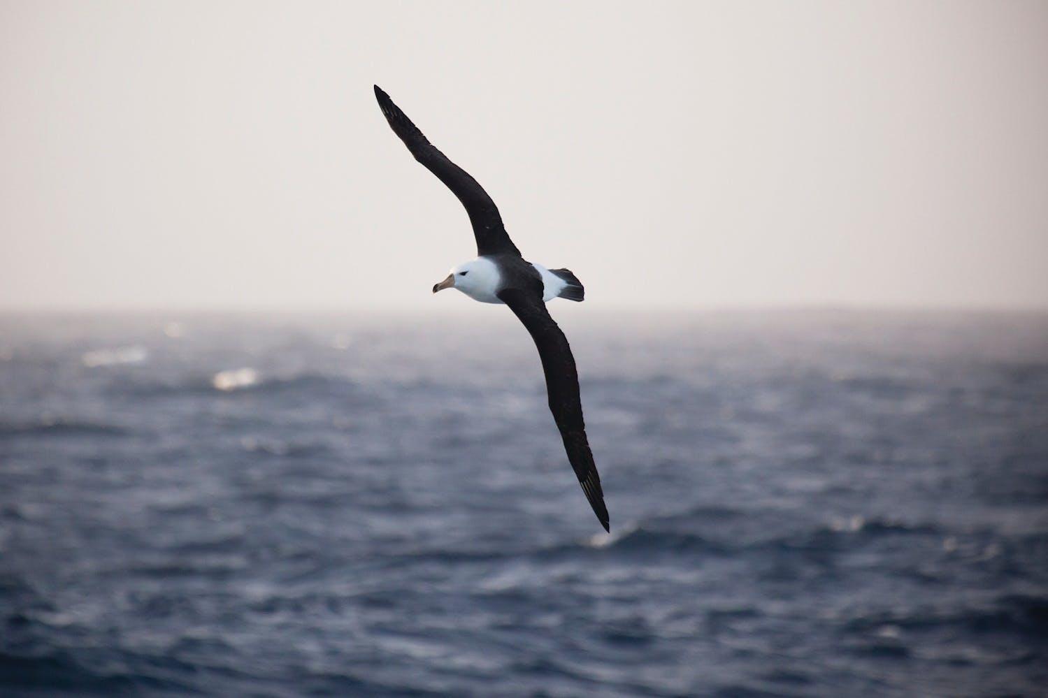 Albatrosses can be seen from the deck of the ship, on departure from Ushuaia/Richard Sidey