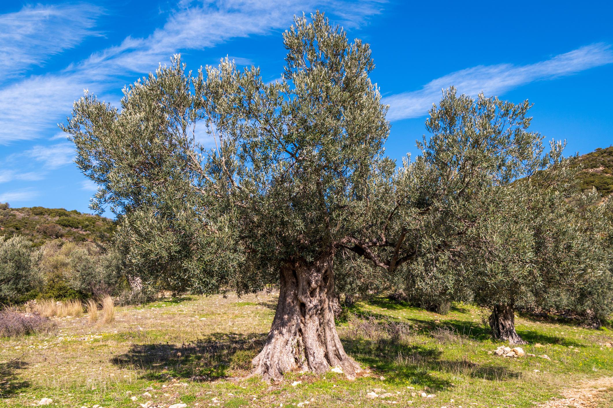Ancient and new trees in Crete showcase the island's rural history inspiring awe and wonder in Michael Sheeley./Getty Images
