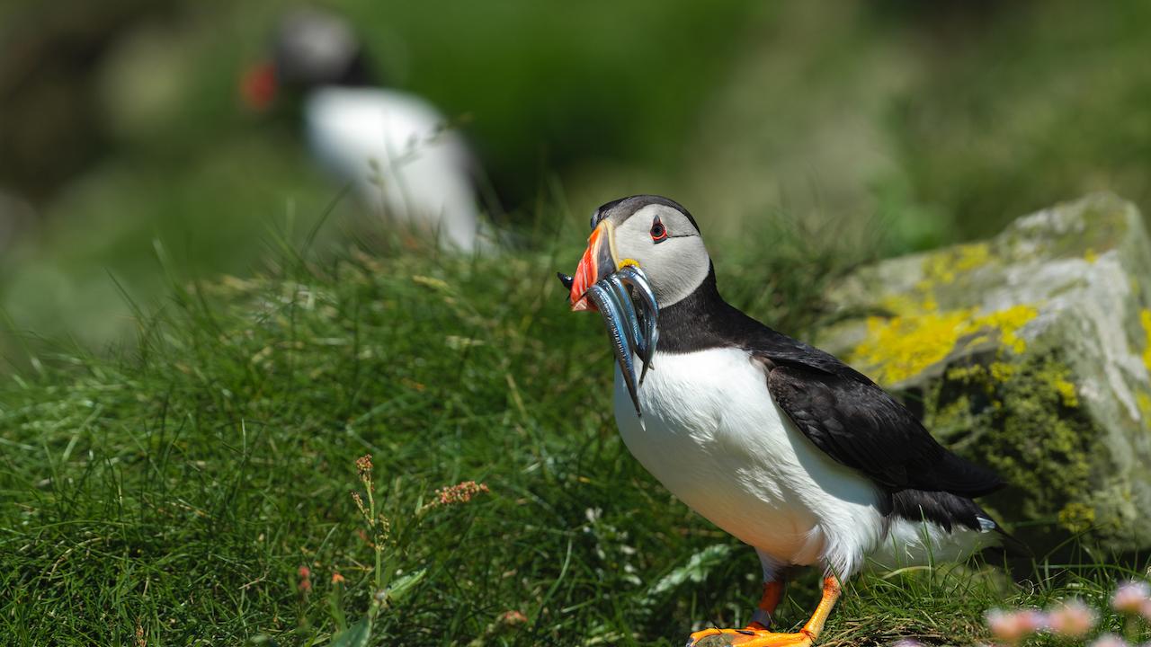 Seeking Things to Do in Scotland? See the Atlantic Puffins on the Isle of Lunga