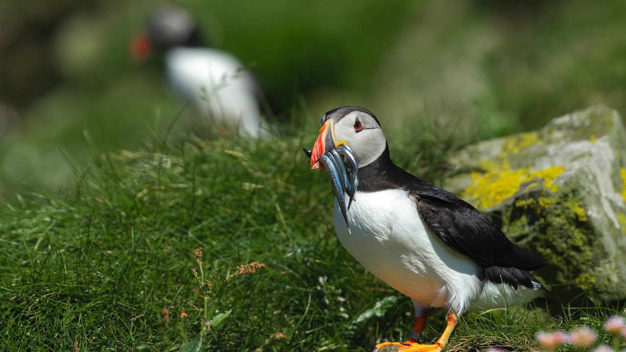 Seeking Things to Do in Scotland? See the Atlantic Puffins on the Isle of Lunga