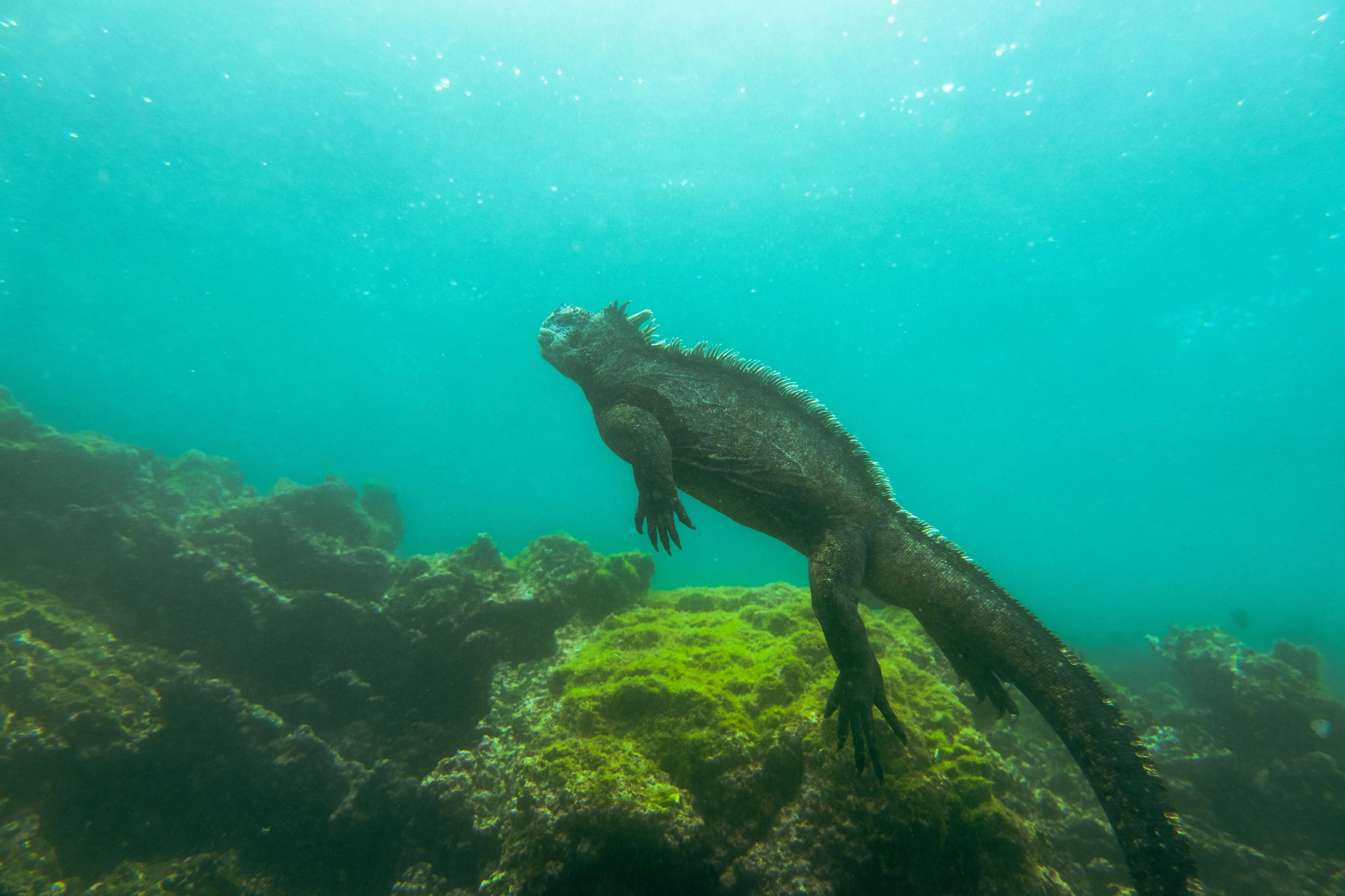 A Marine Iguana 