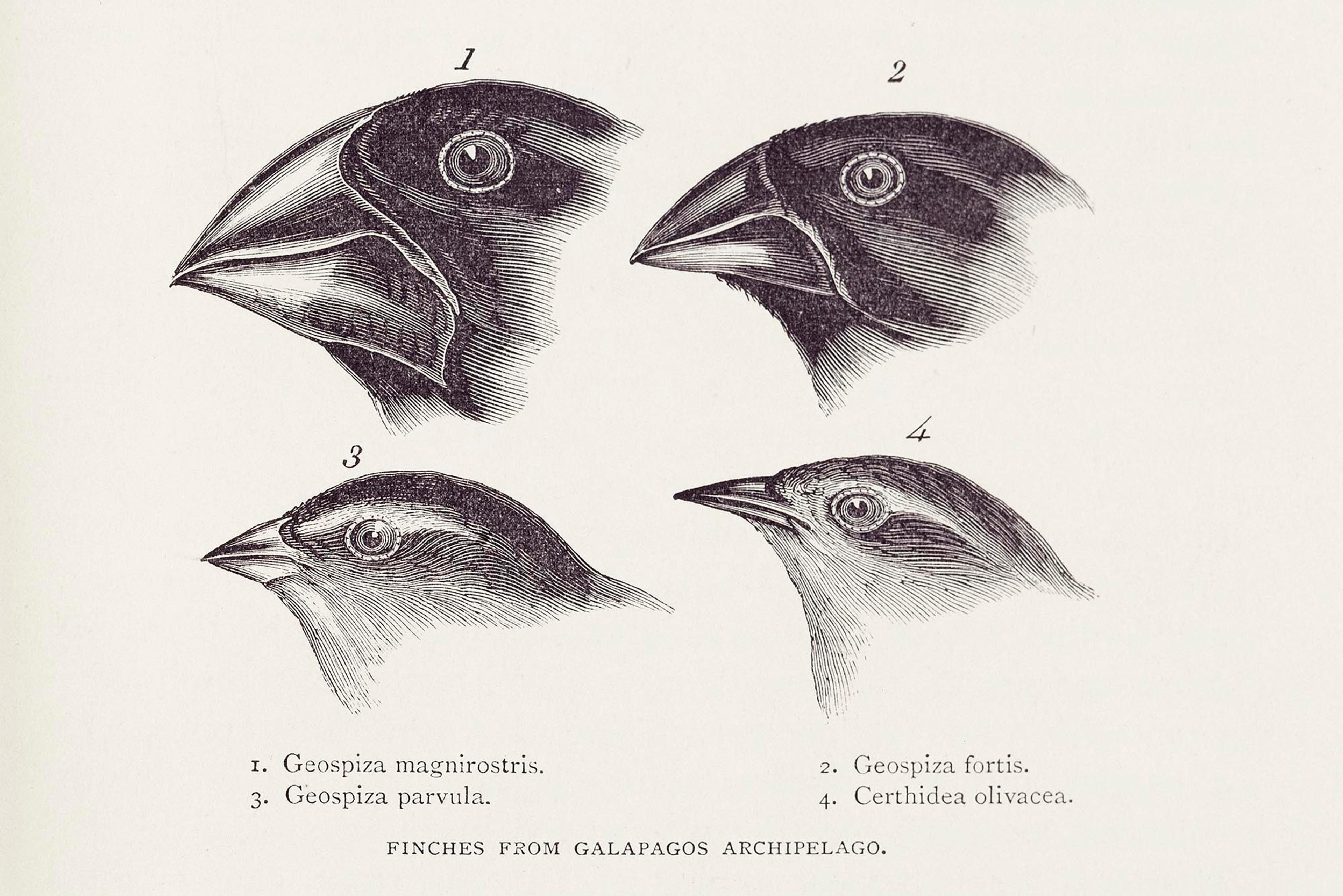 Darwin observed that finches and mockingbirds of the Galapagos had distinctively different characteristics/Royal Geographical Society (with IBG)